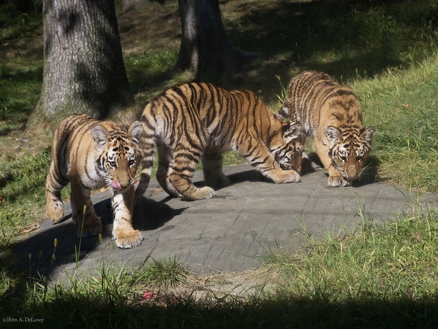 A Trio of Tiger Cubs, 2012