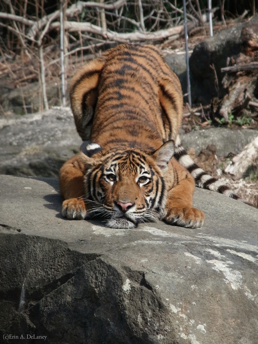 Crouching Tiger, 2011