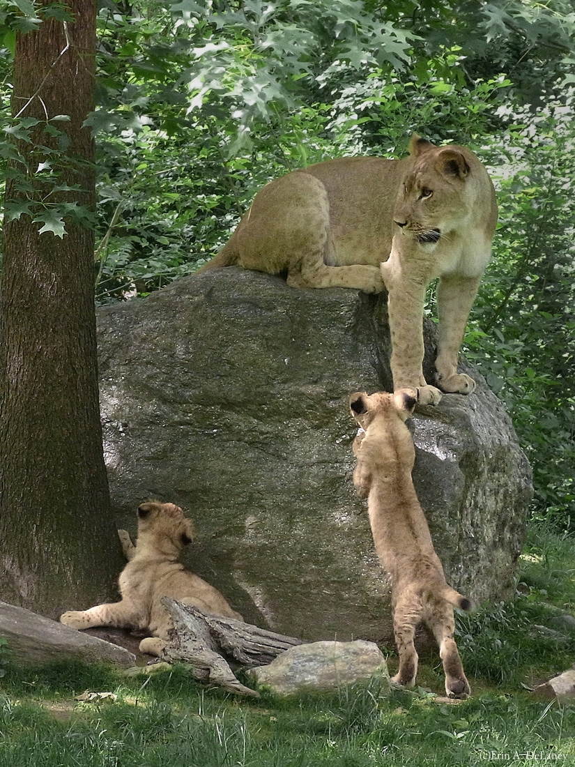 Lion Cubs Rock Climbing, 2010