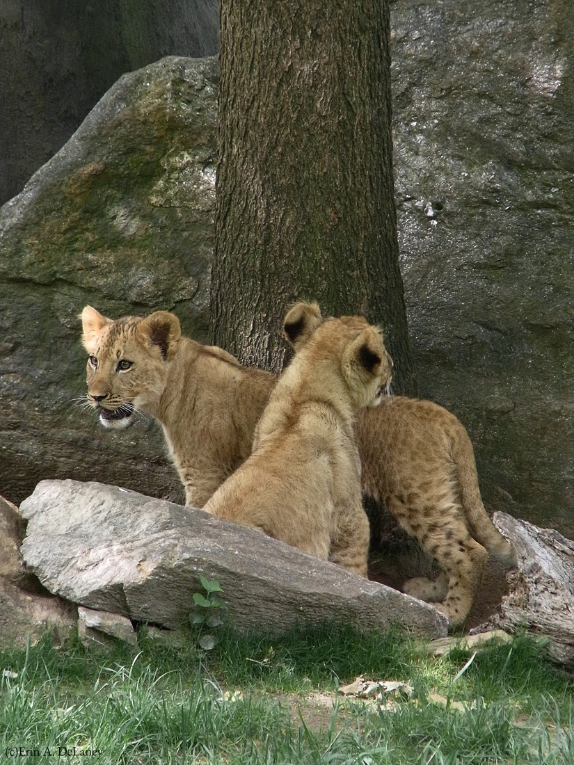 Lion Cubs Exploring, 2010