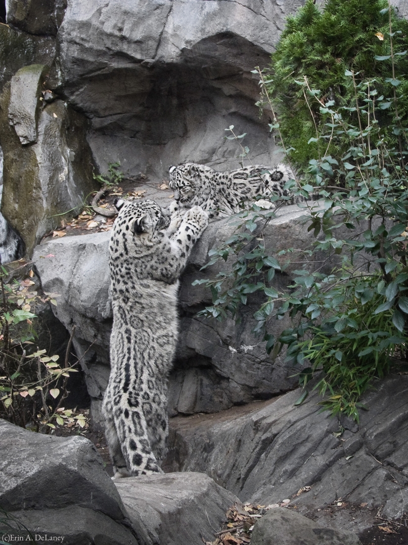 Snow Leopard Mother and Cub, 2013