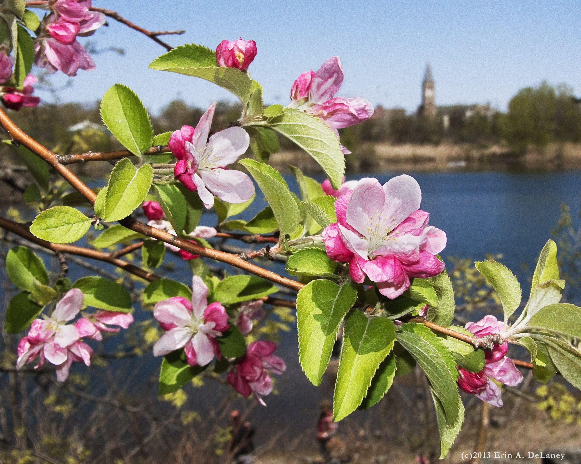 JC Reservoir Vista Crab Apple Blossoms, 2013