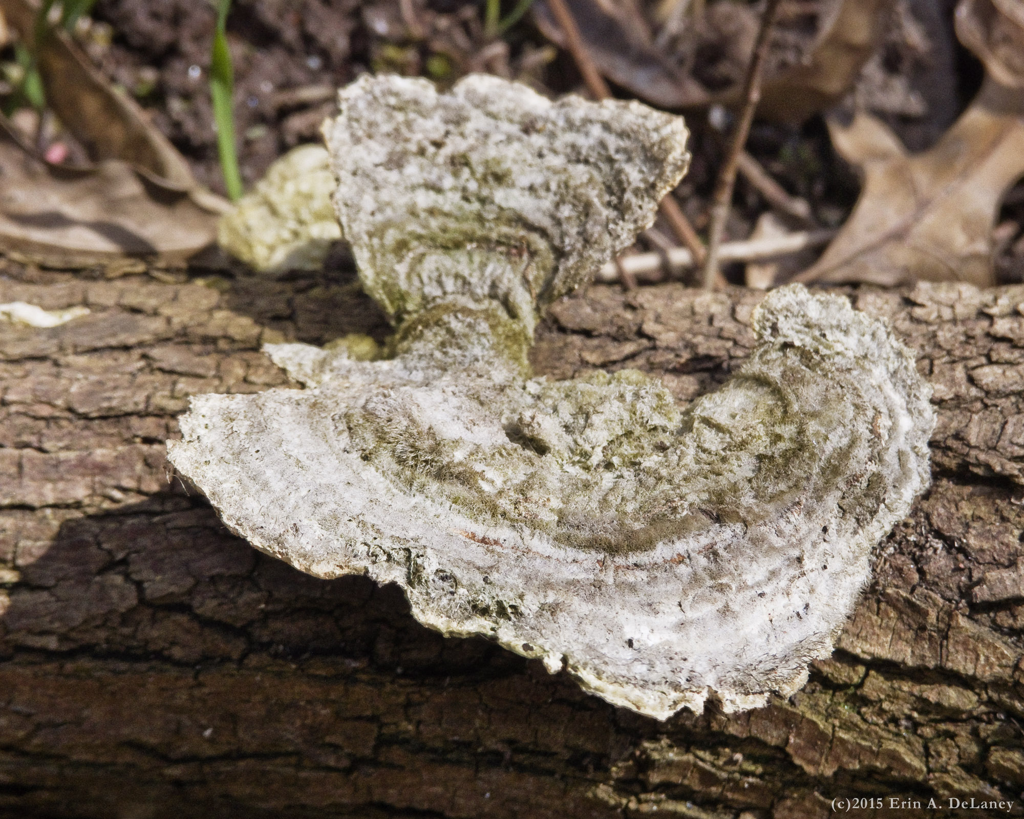 Turkey Tail Fungi, 2015