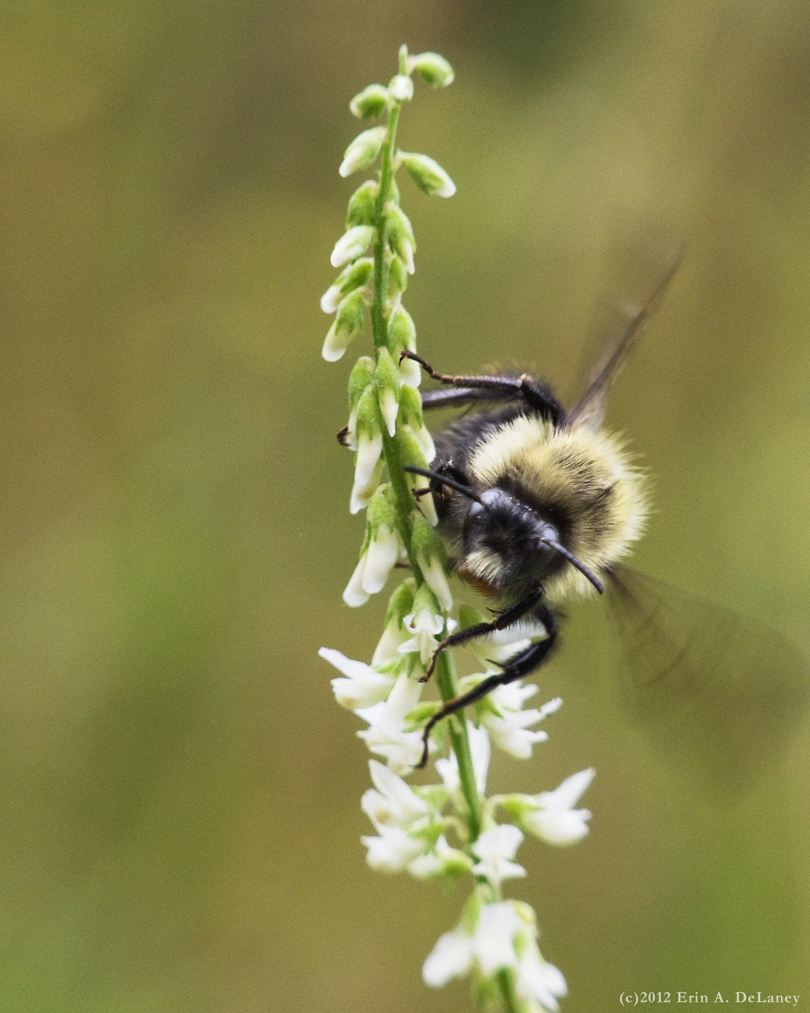 Honeybee on White Sweet Clover, 2012