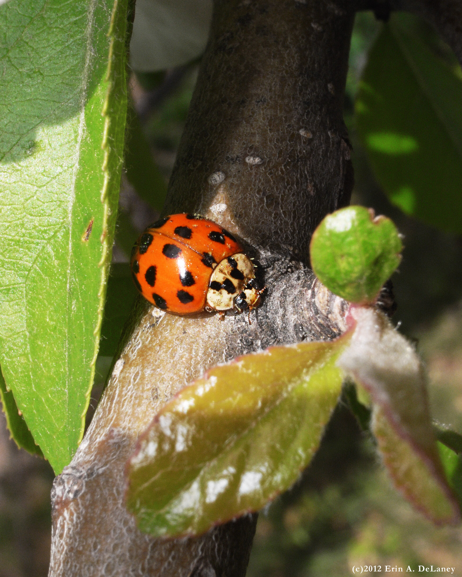 Shy Ladybug, 2012