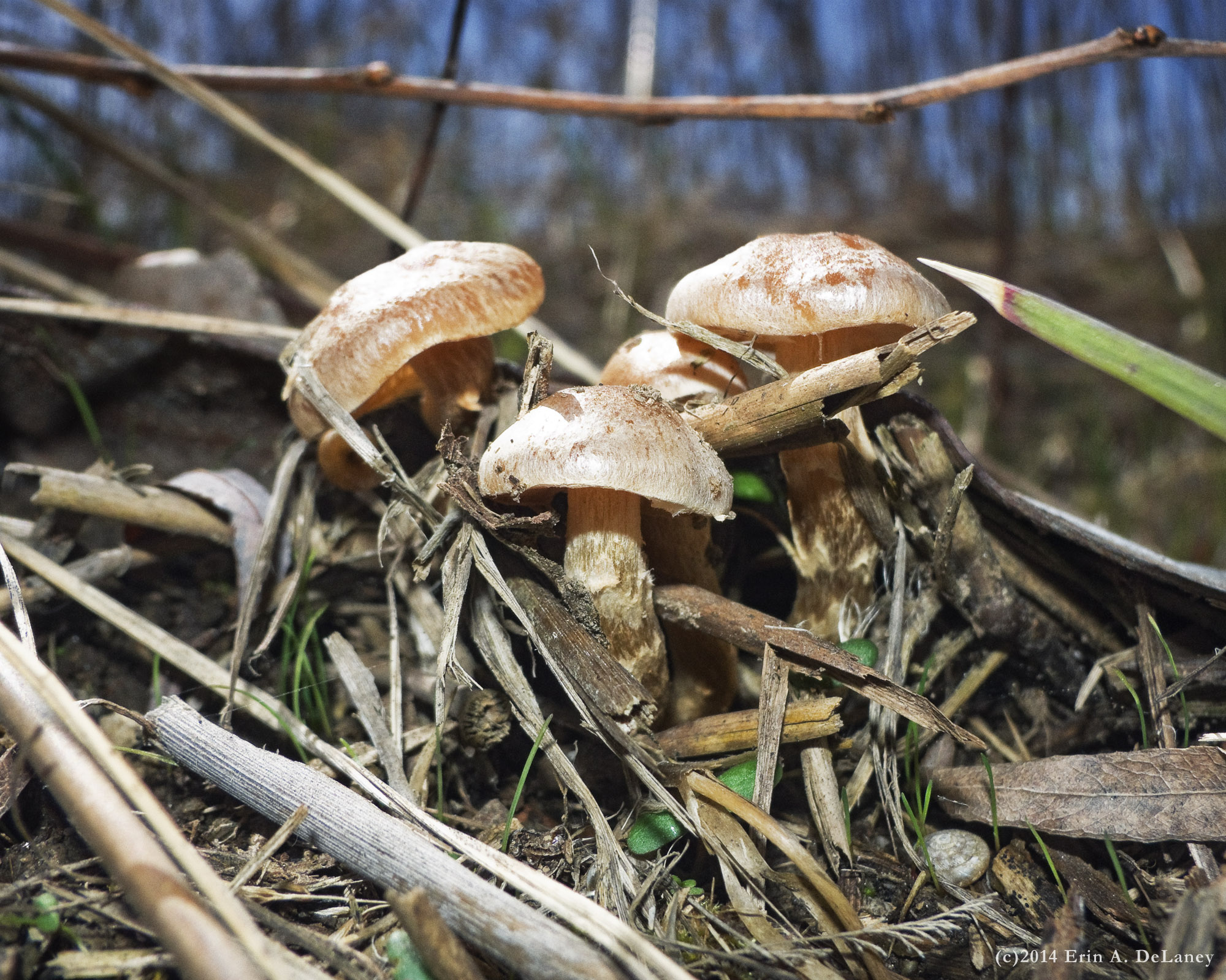 Mushroom Cluster JC Reservoir, 2014