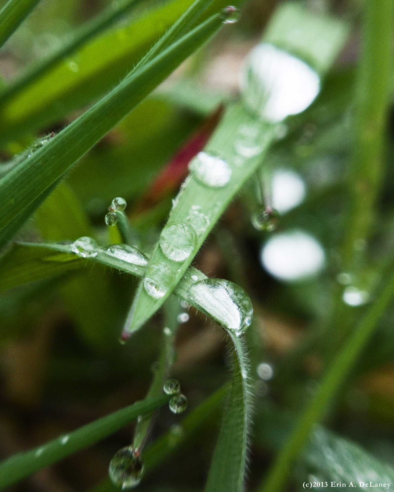 Morning Dew JC Reservoir, 2013