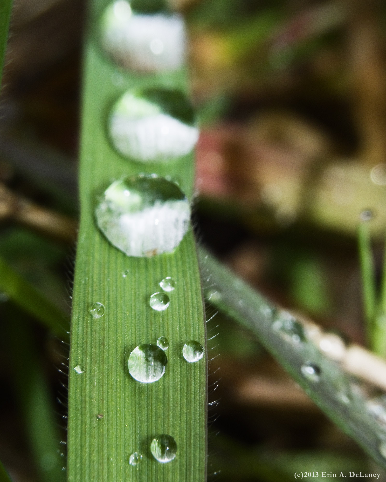 Dew Drop Spheres JC Reservoir, 2013