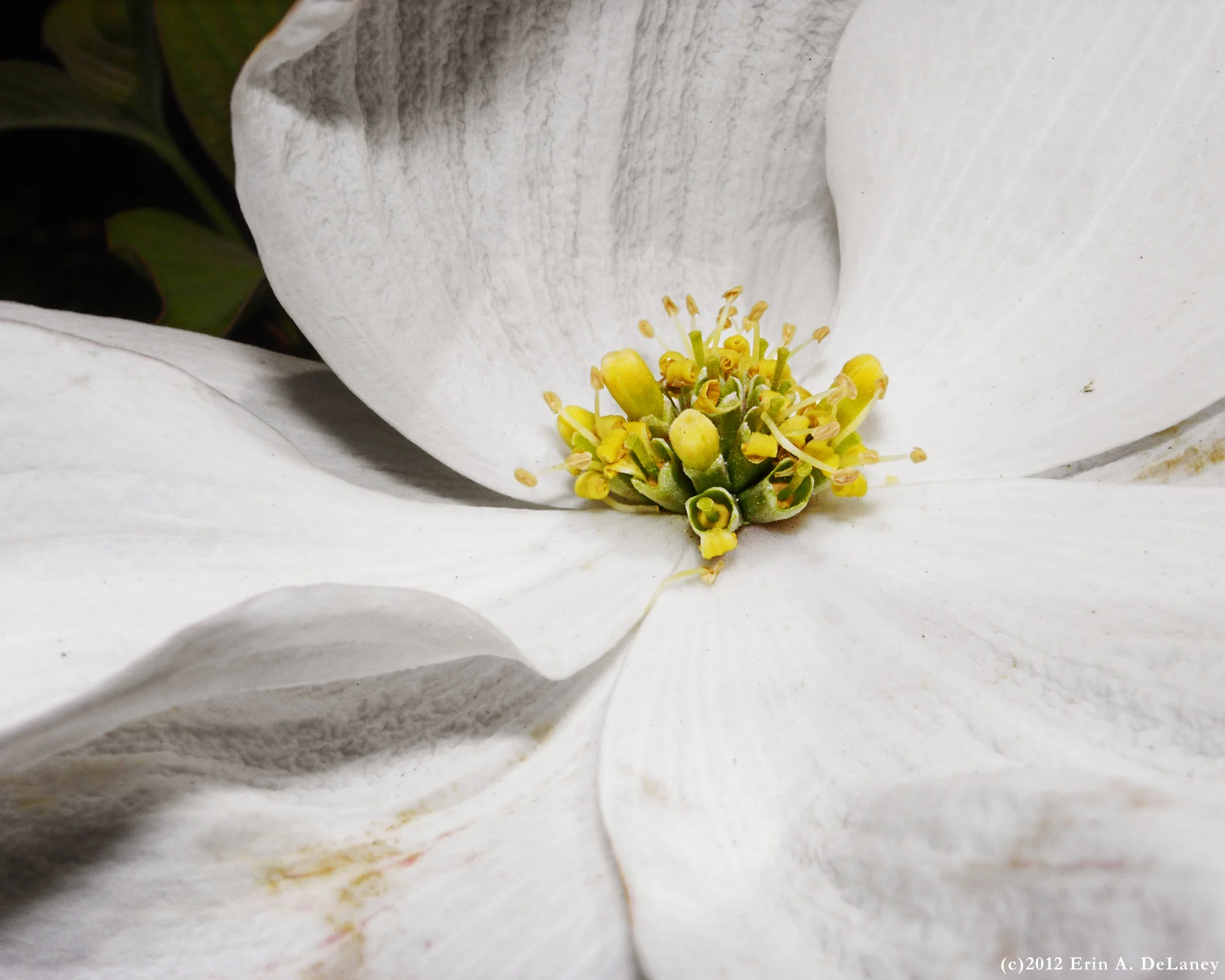 Dogwood Blossom, 2012