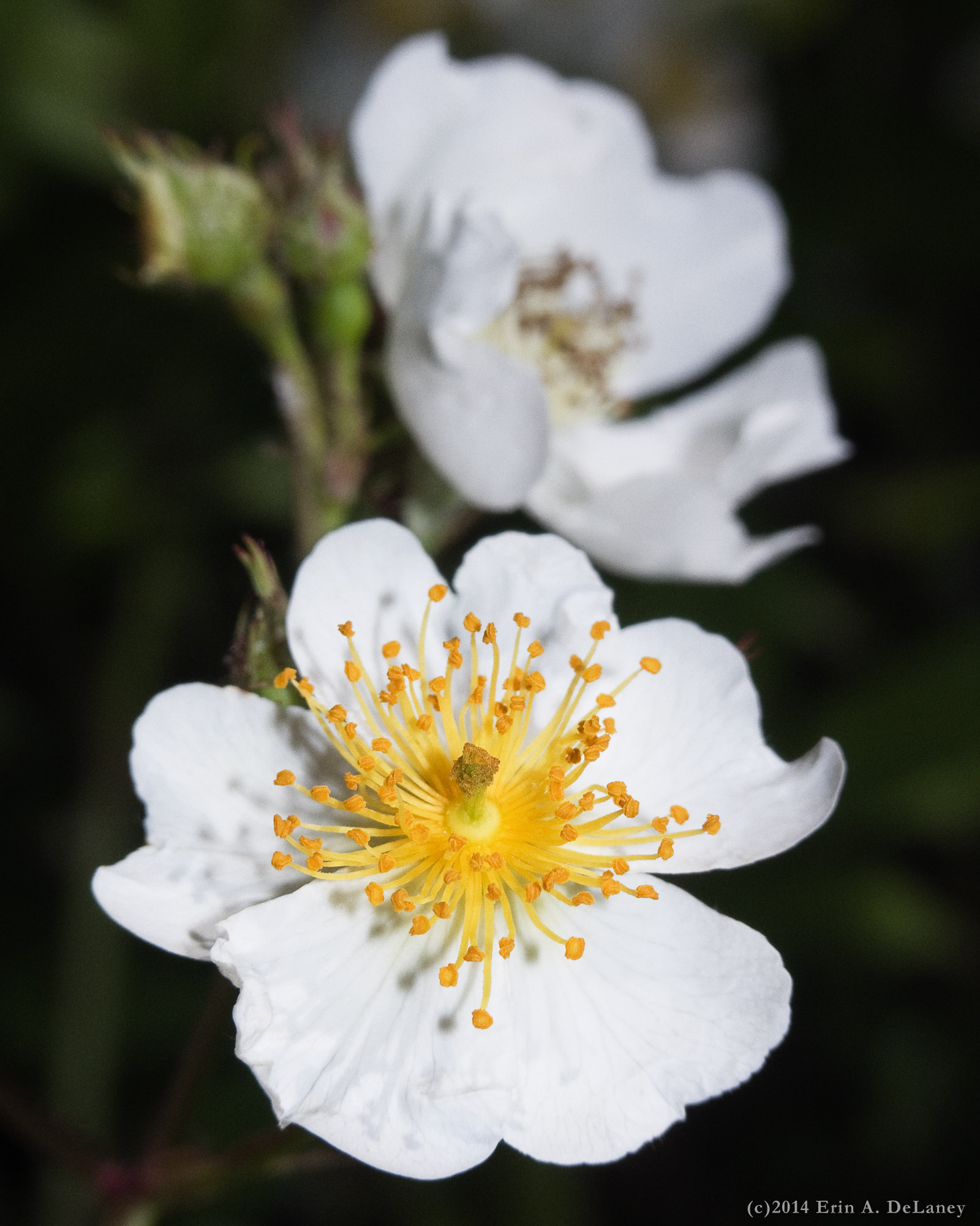 Raspberry Blossom, 2014