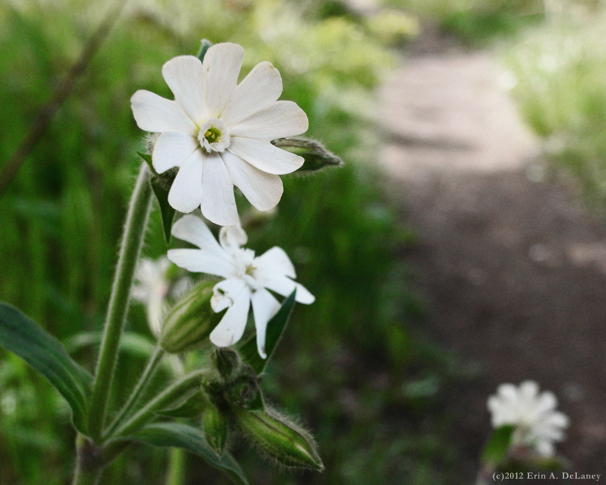 White Campion at the JC Reservoir, 2012