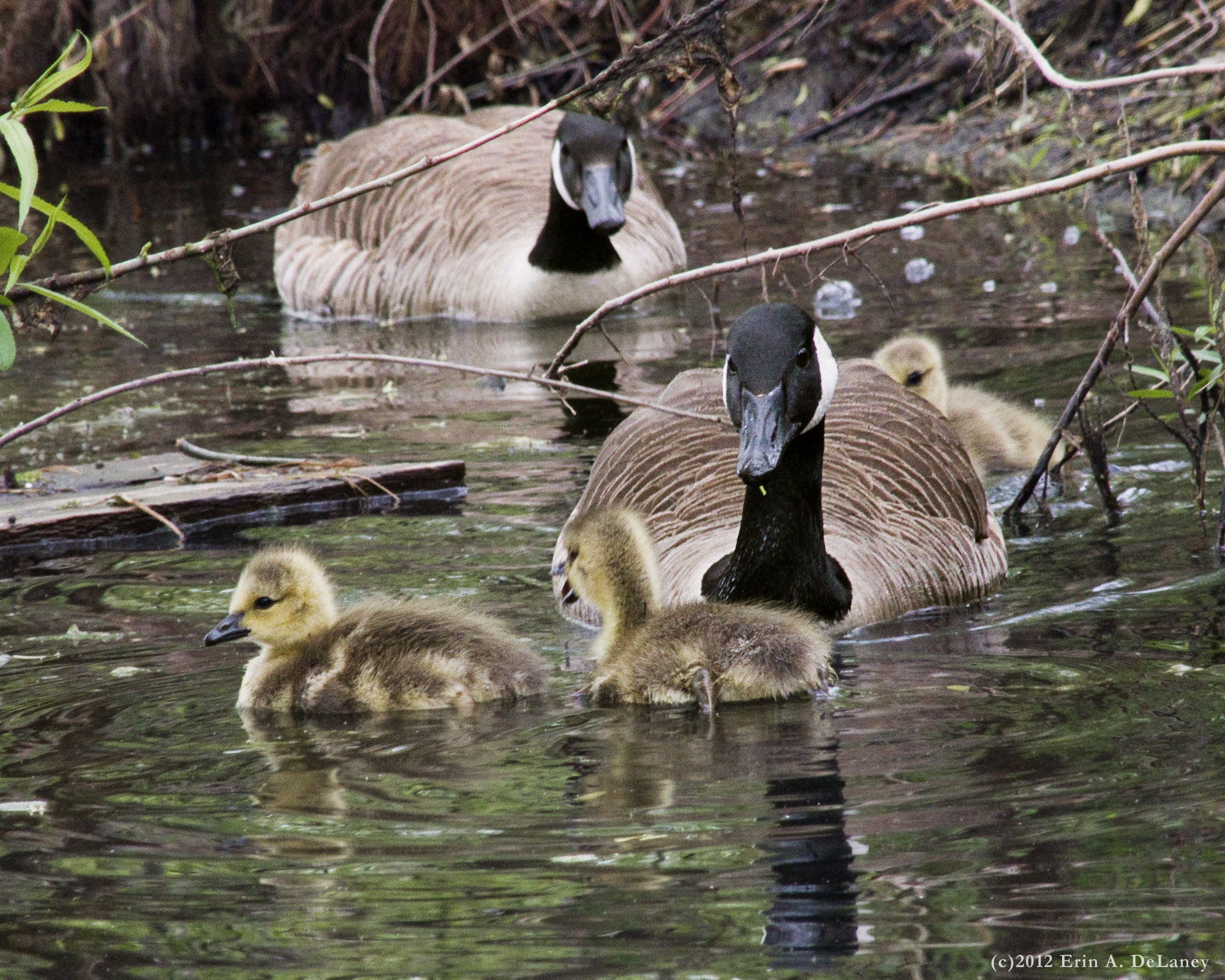 Geese and Goslings JC Reservoir, 2012
