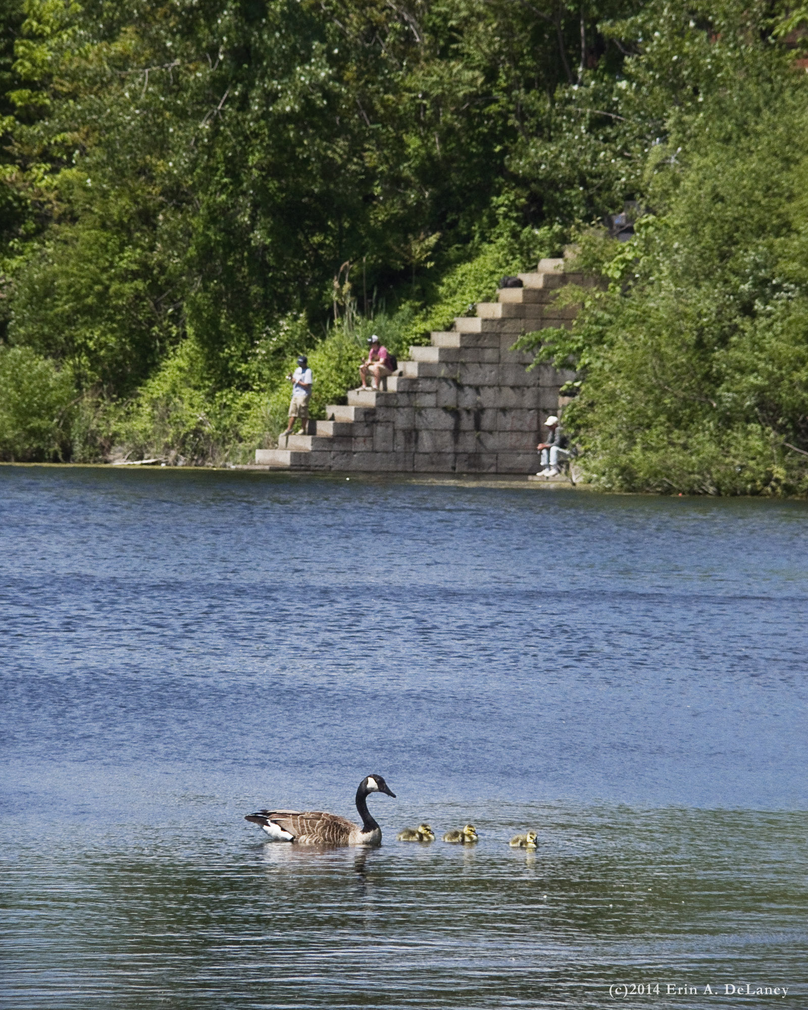 Goose and Goslings by the Gatehouse Steps, 2014