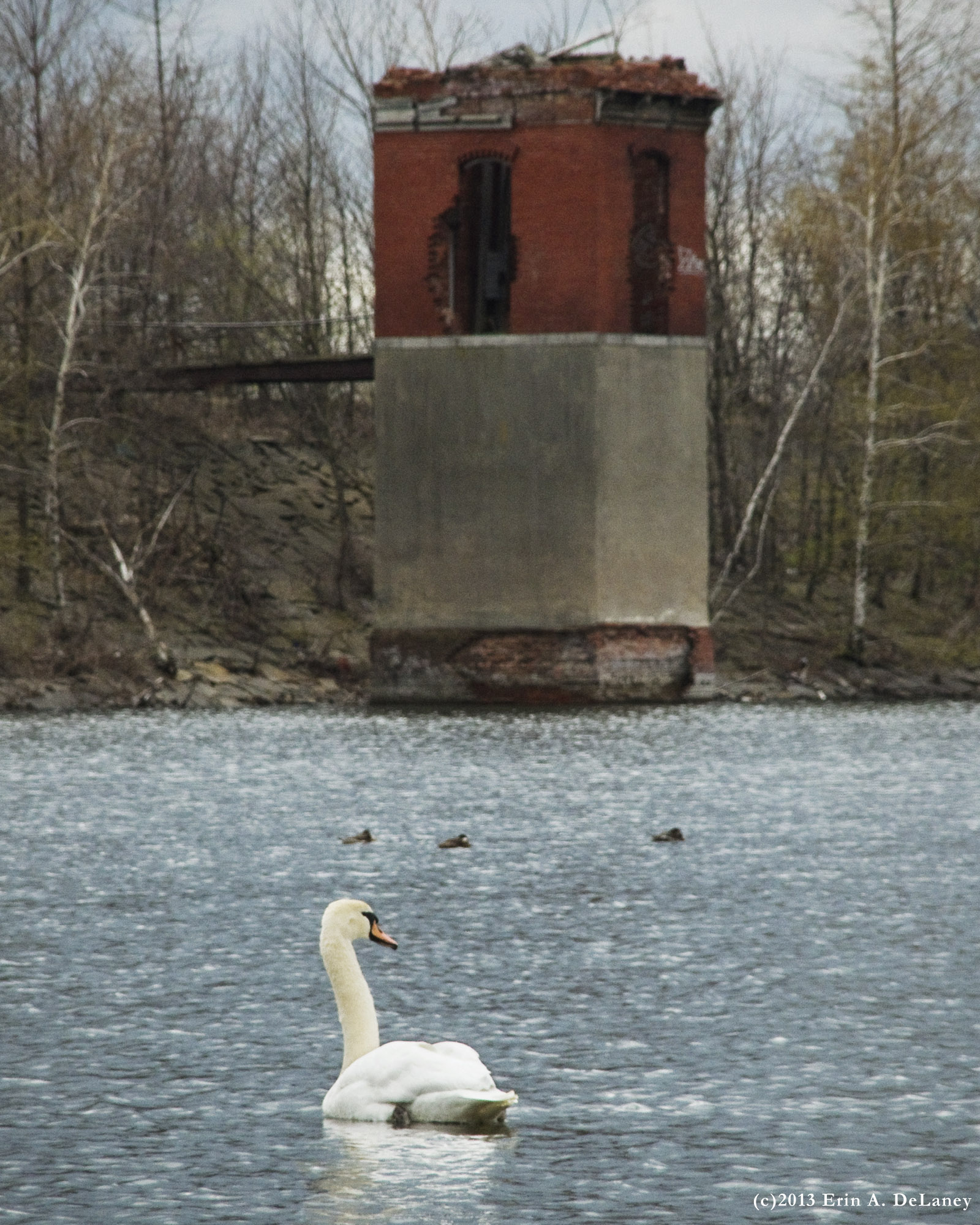 Swan and Screenhouse JC Reseroir, 2013