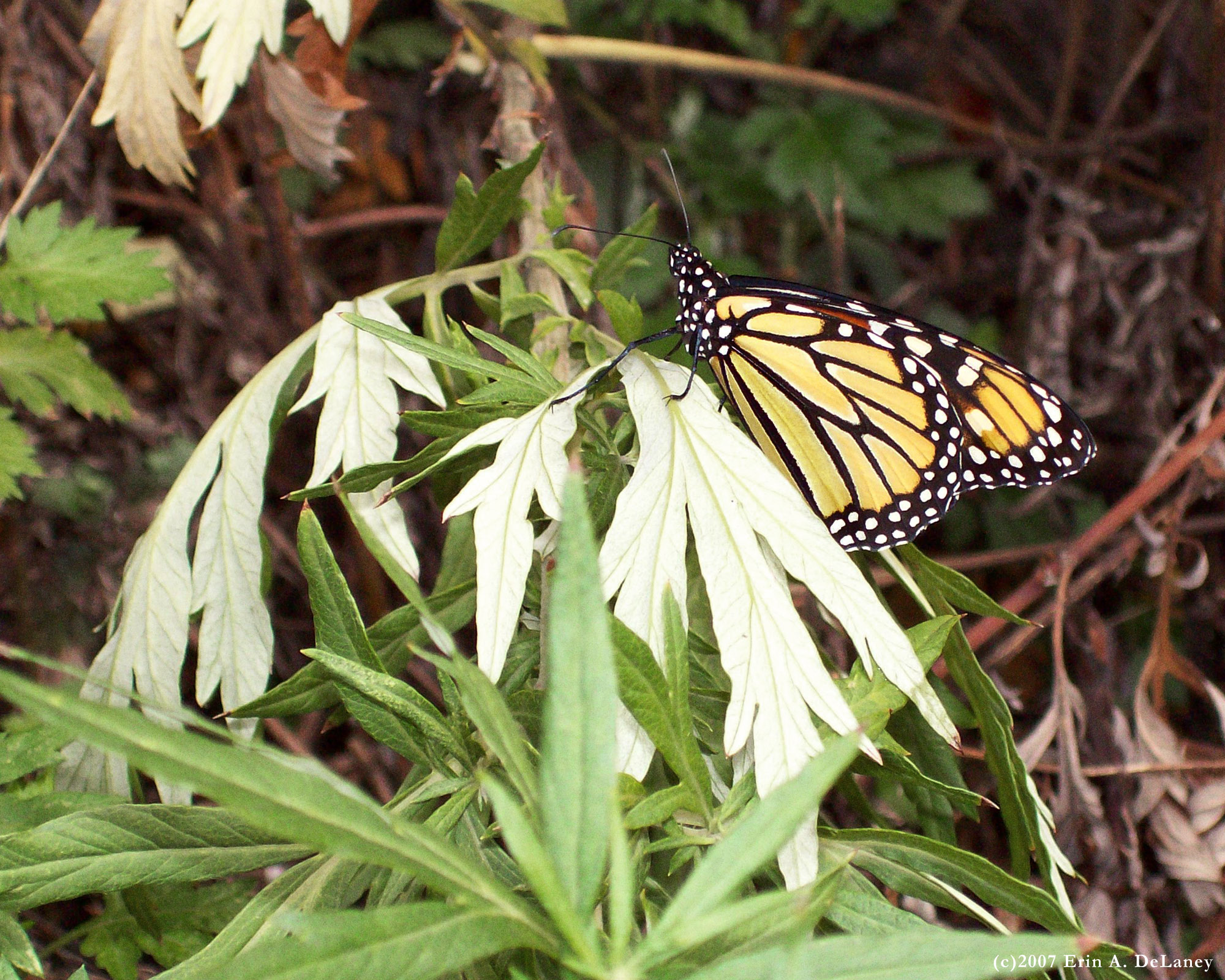 Monarch Resting on a Mugwort Branch, 2007