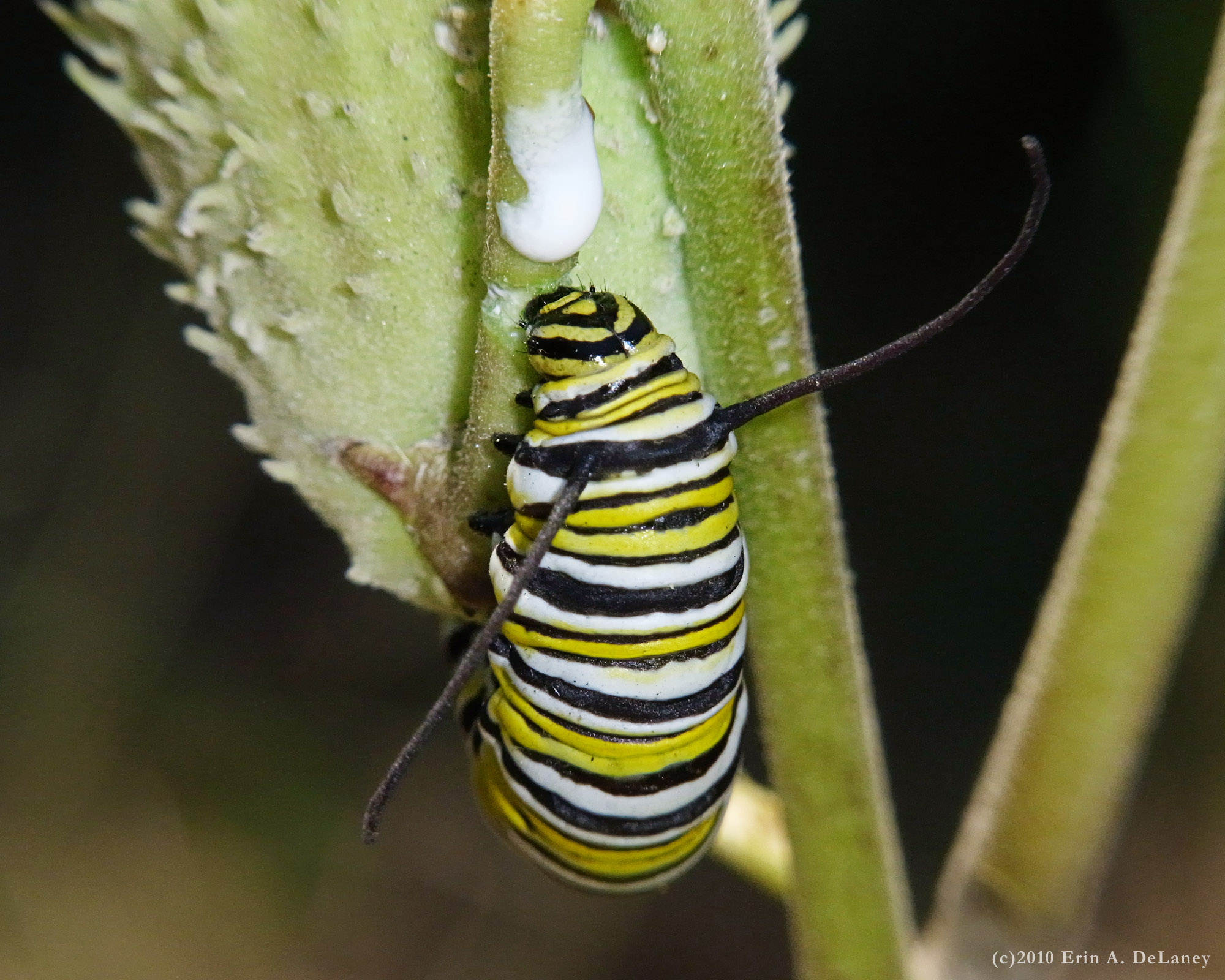 Monarch Caterpillar on Milkweed, 2010