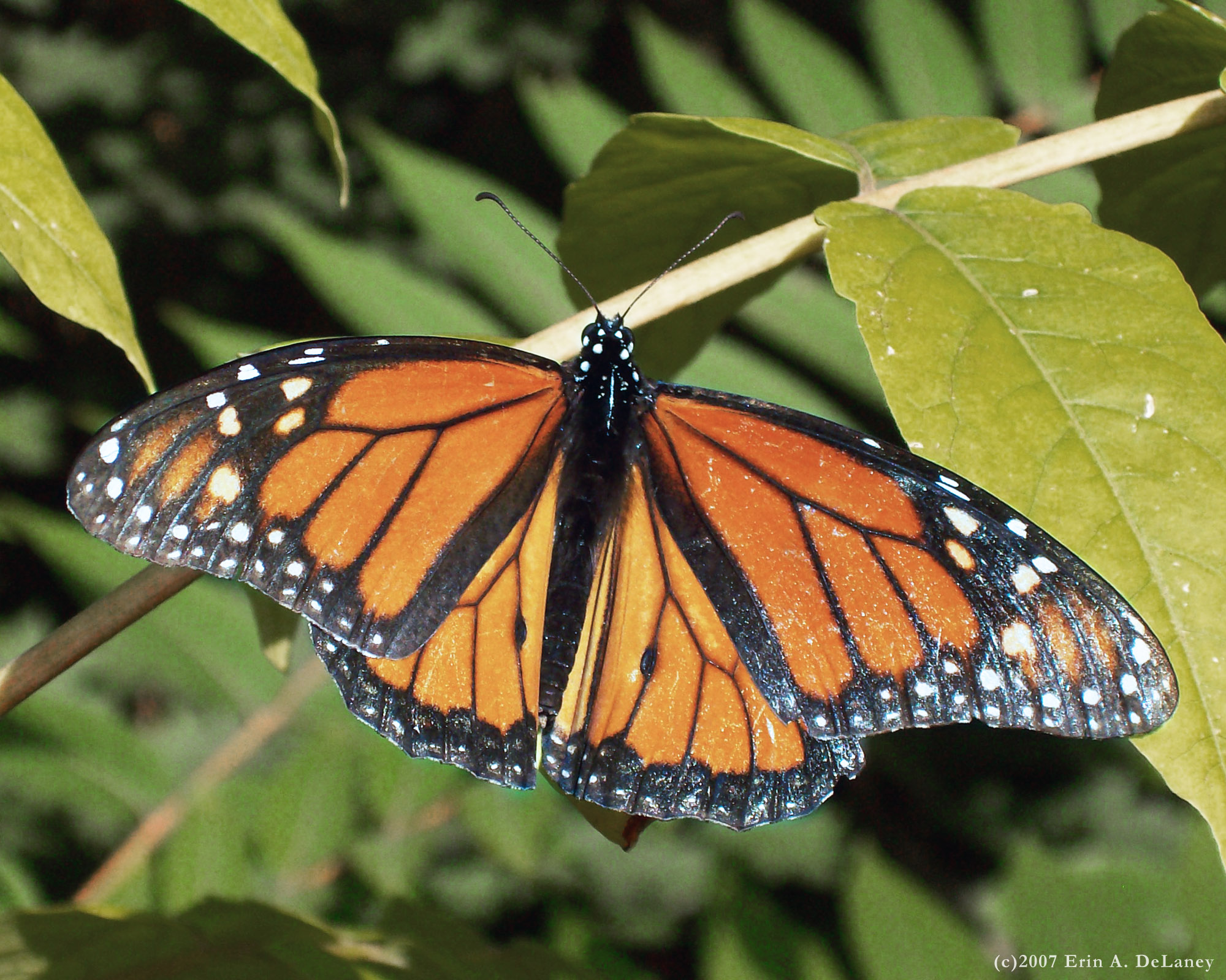 Monarch Basking on a Cherry Tree, 2007