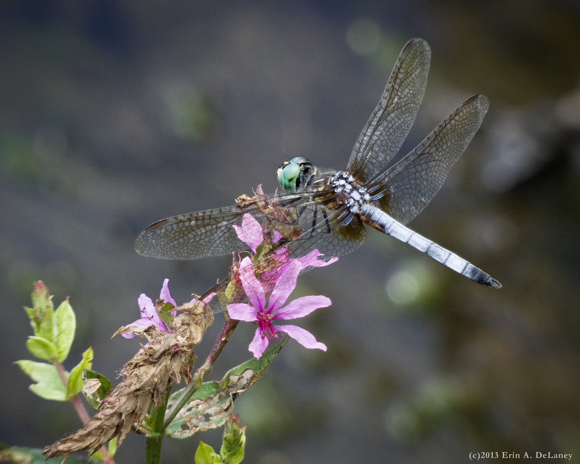 Blue Dasher Dragonfly on Purple Loosestrife, 2013