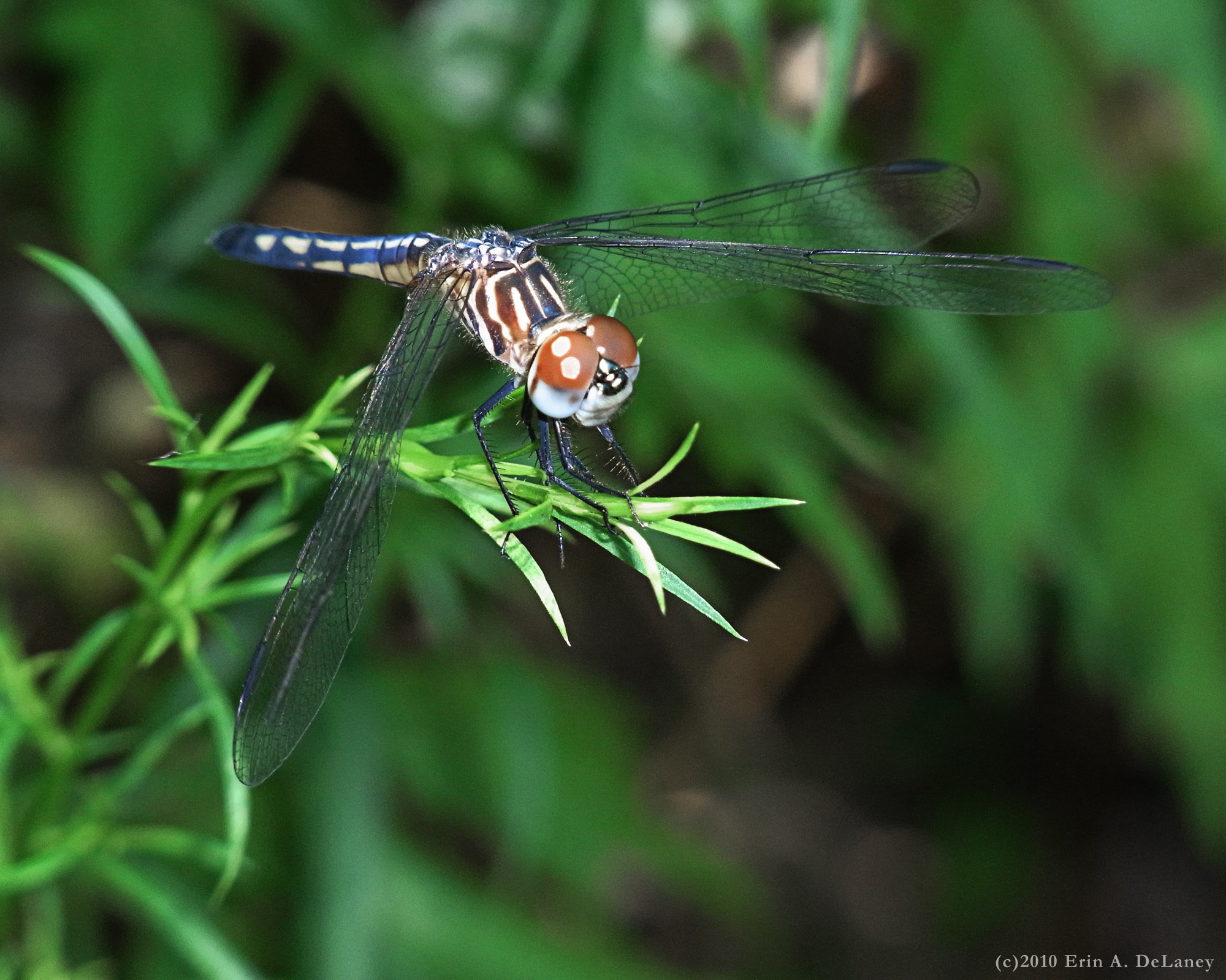 Dragonfly on Twig, 2010