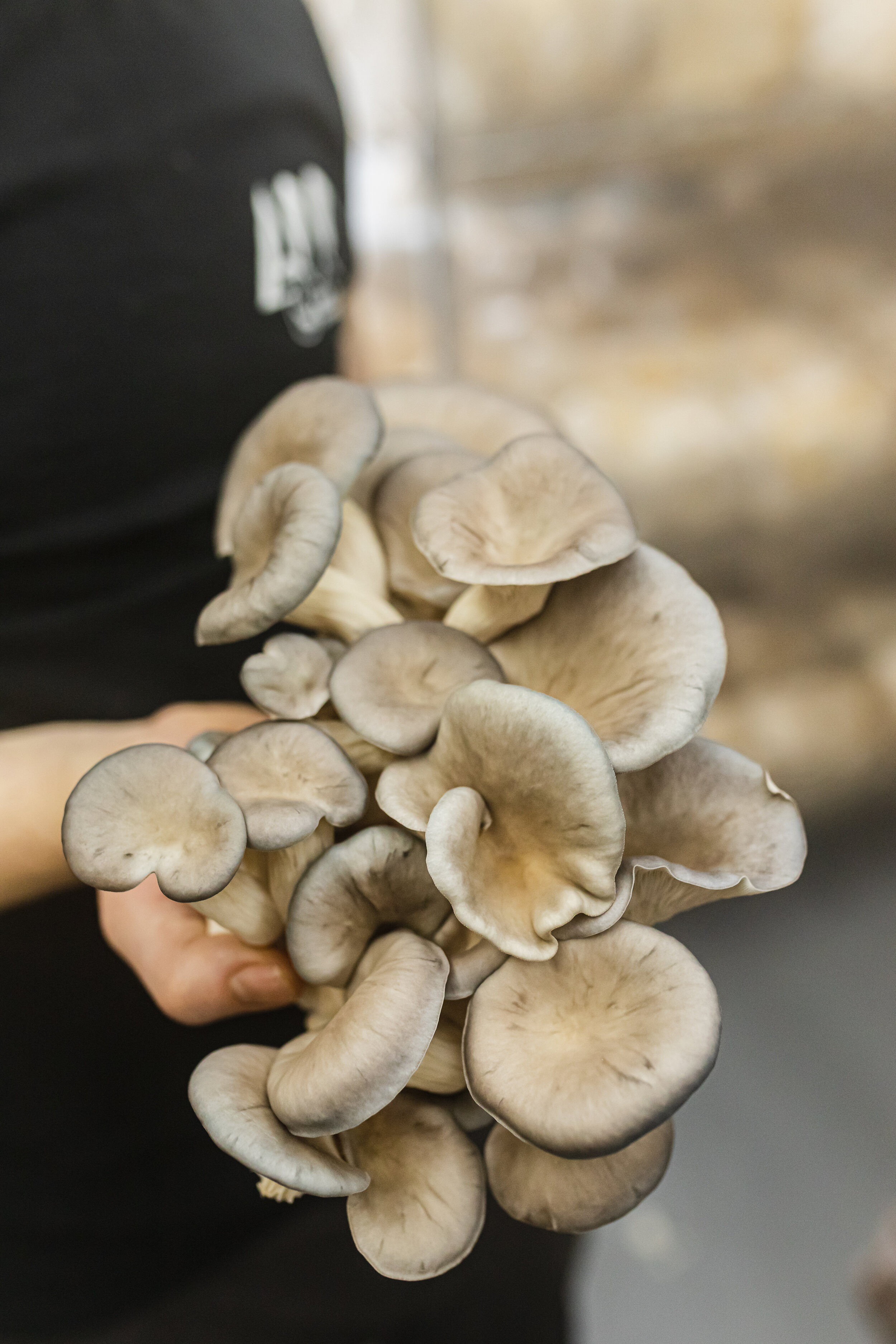 mushroom story-44.jpg