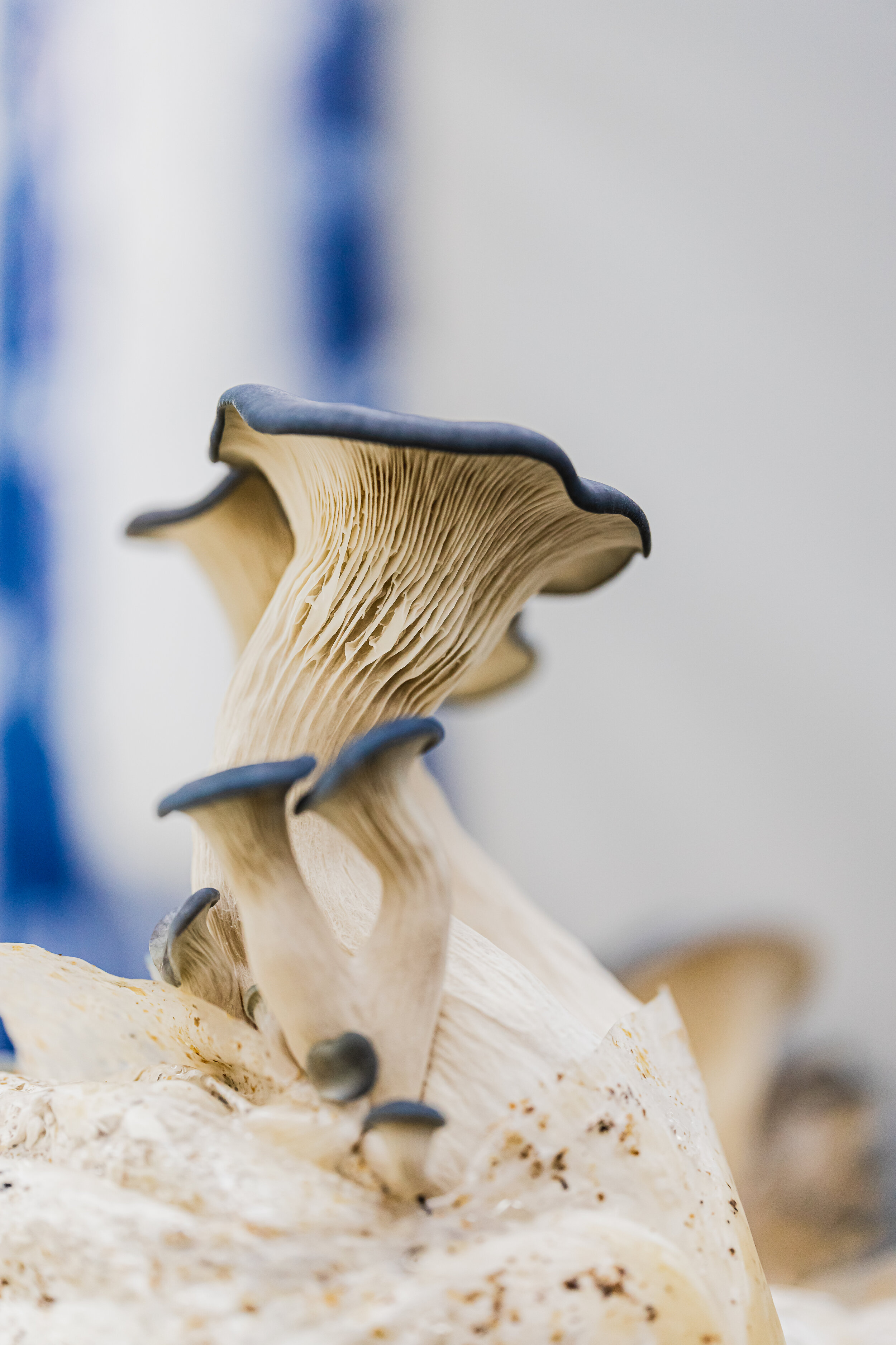 mushroom story-13.jpg