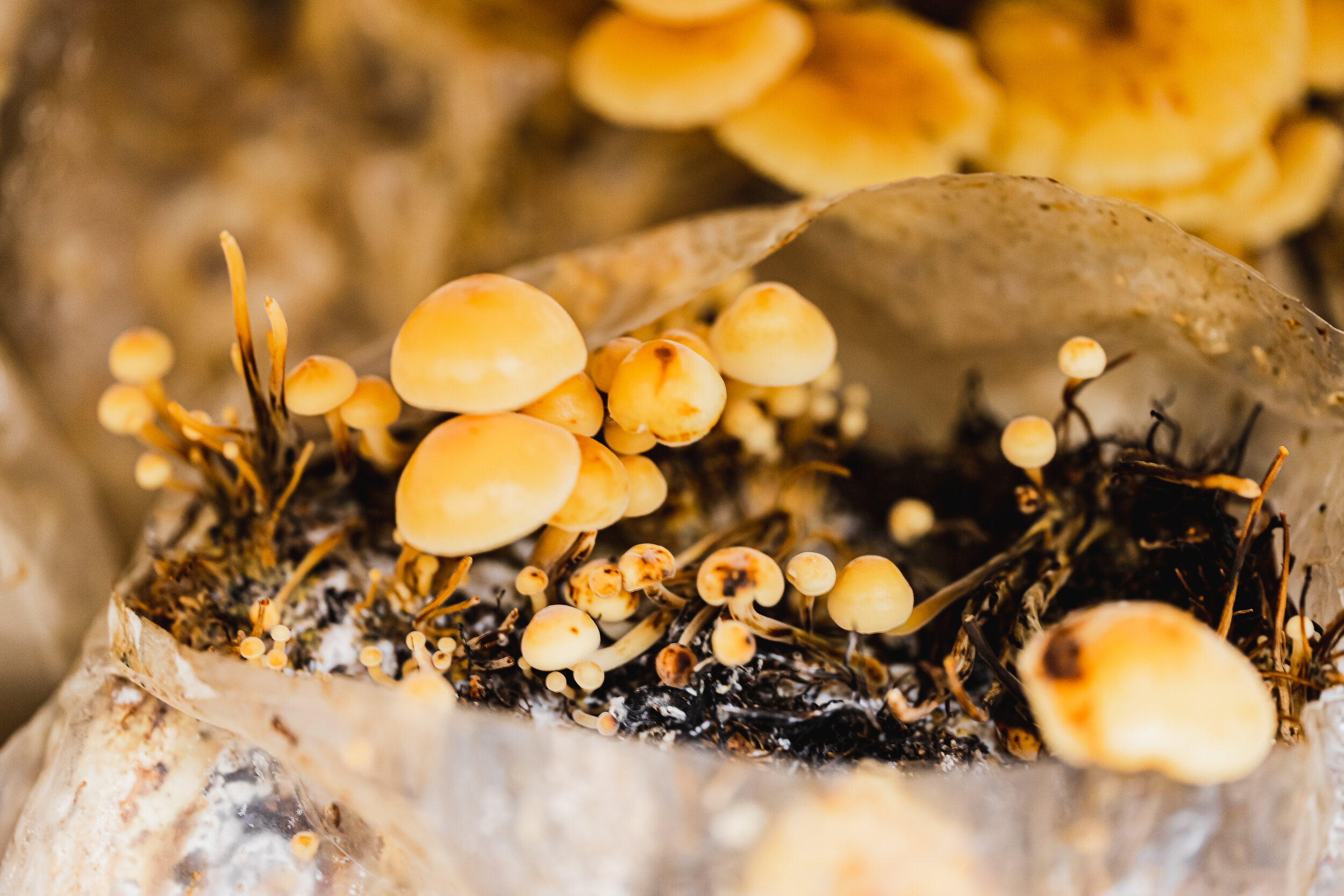 mushroom story-20.jpg
