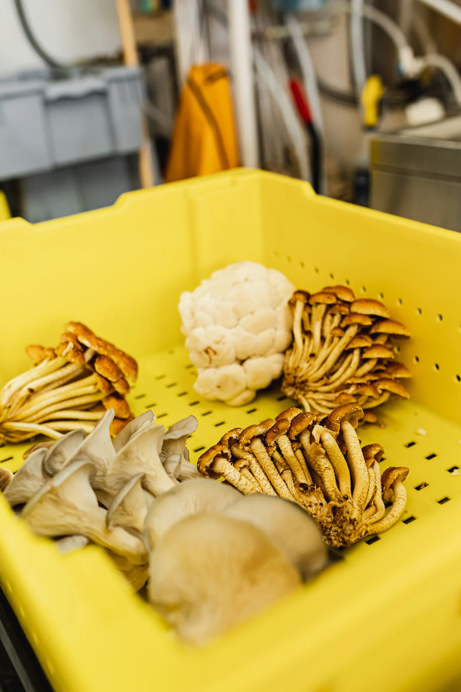 mushroom story-59.jpg