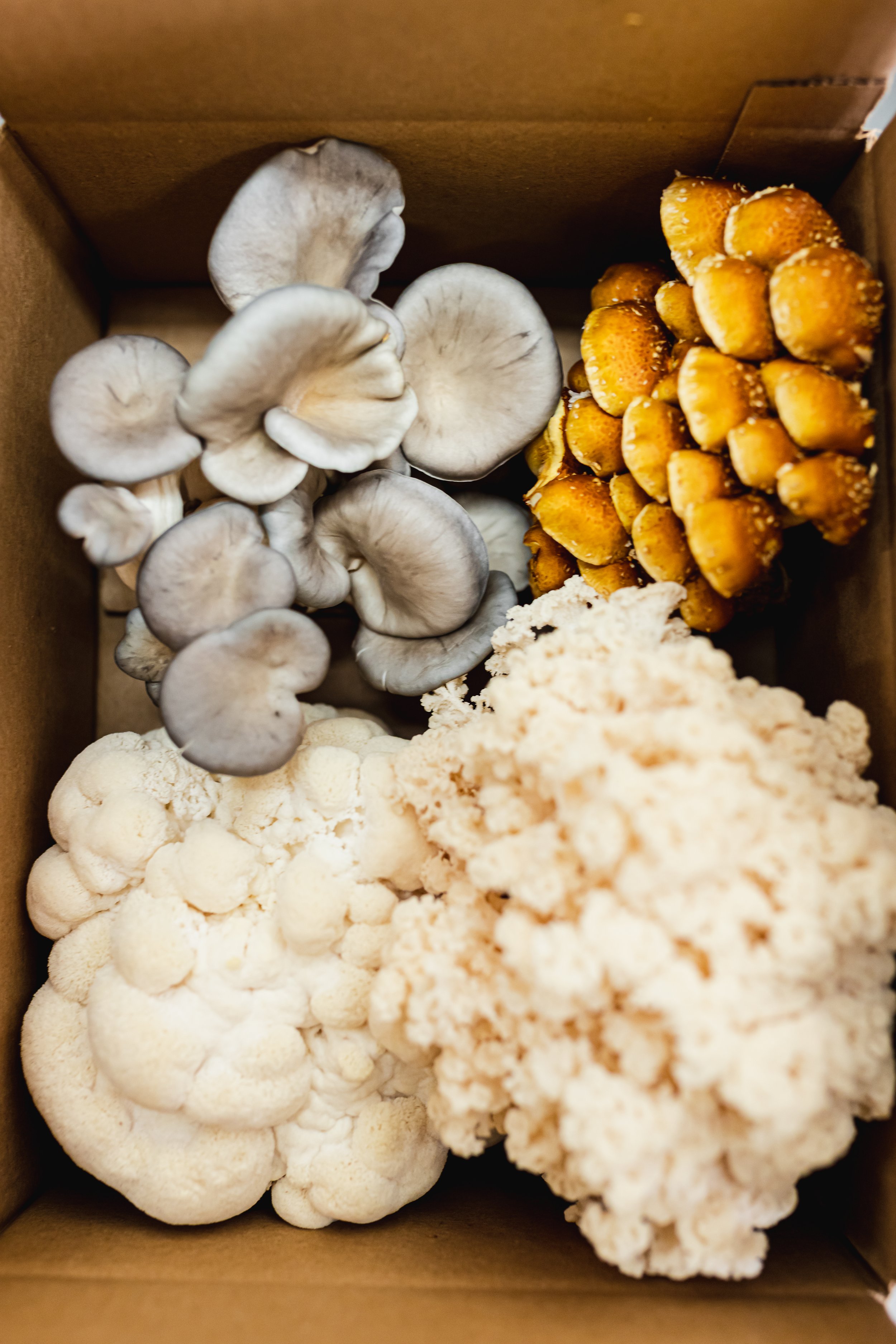 mushroom story-56.jpg