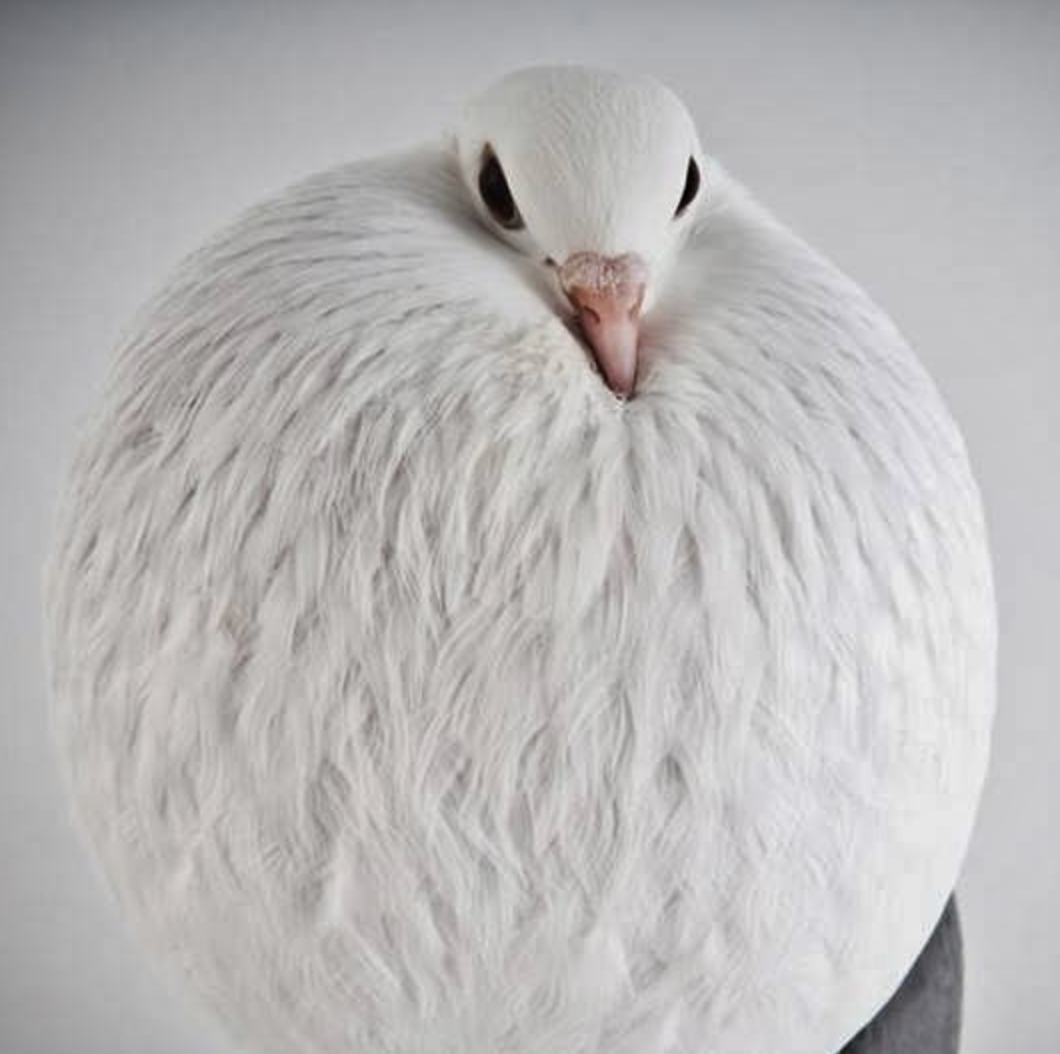 Fancy bird; a Voorburg-Cropper Pigeon. Photo by Richard Bailey