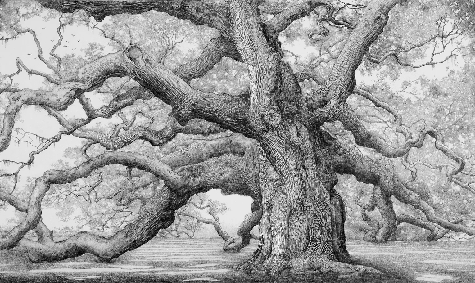 Charles Brindley, The Angel Oak / Graphite on paper / 16×26 inches /&nbsp;2010