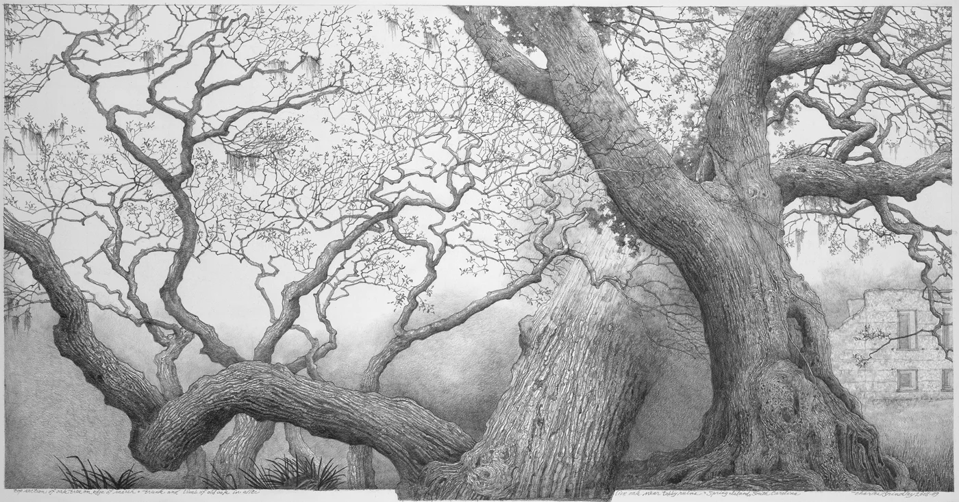 Charles Brindley, Study of Various Live Oaks and Architectural Ruins / Graphite on paper / 26×16 inches / 2009 