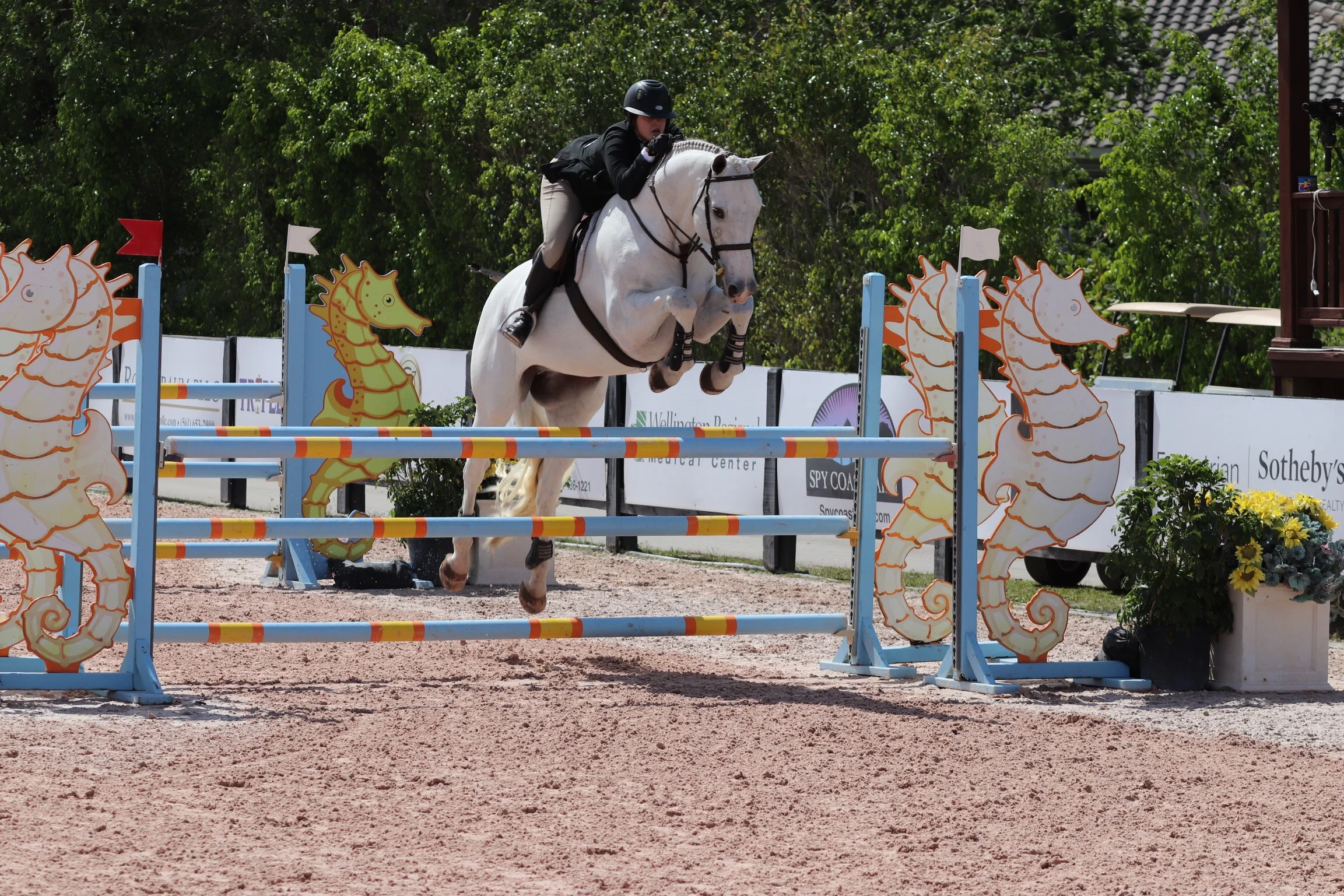 WEF 11 & 12: Two Weeks of Sunshine and Horse Showing