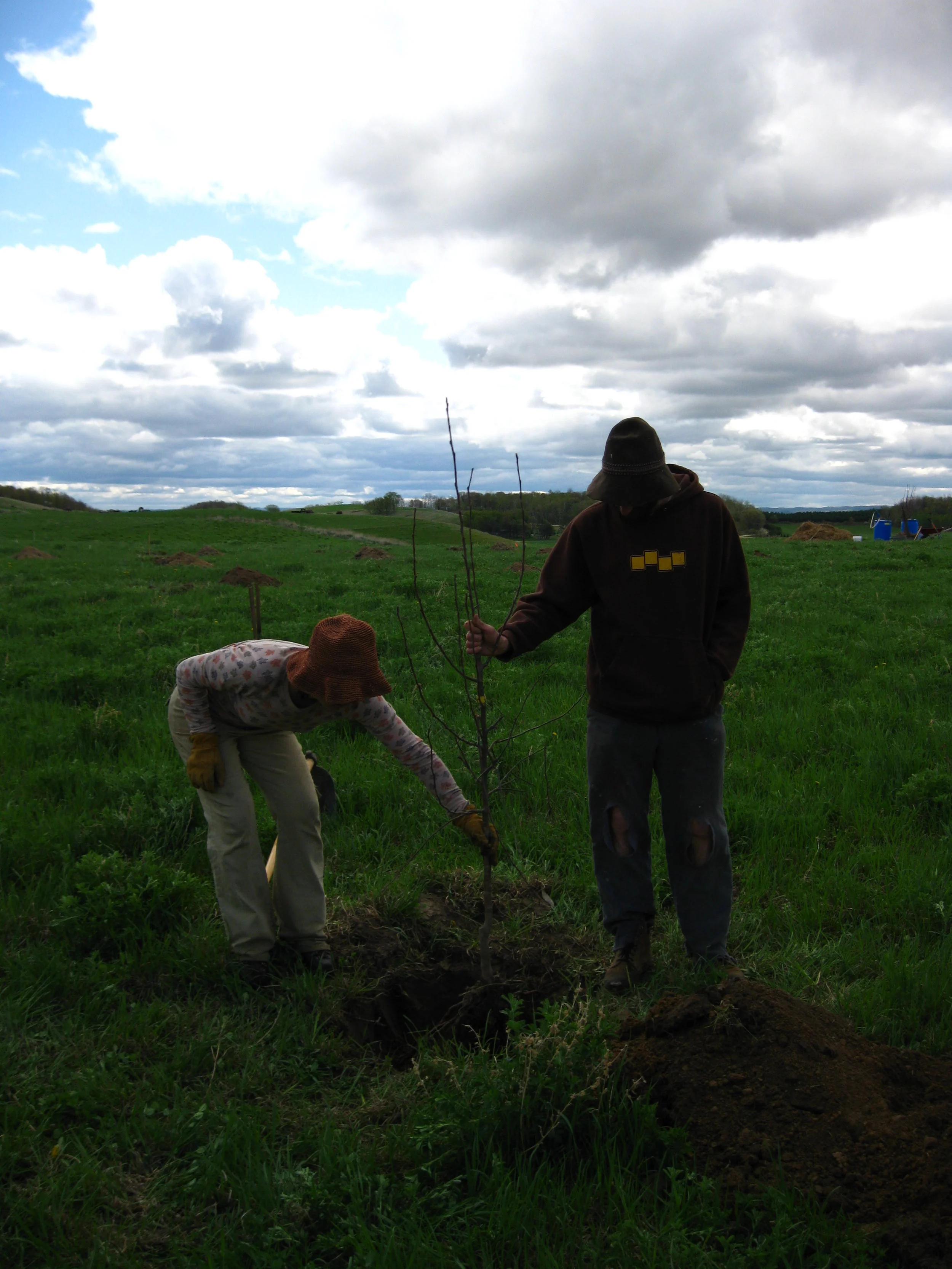 Looking for an Orchard Assistant in 2017!