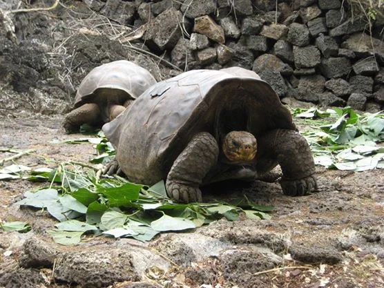 galapagos3.jpg