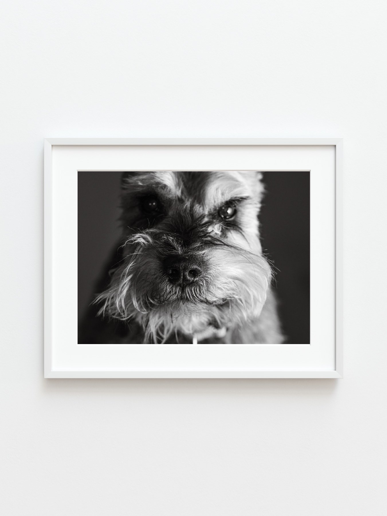 Stan's Photo: Pet Portrait Studio