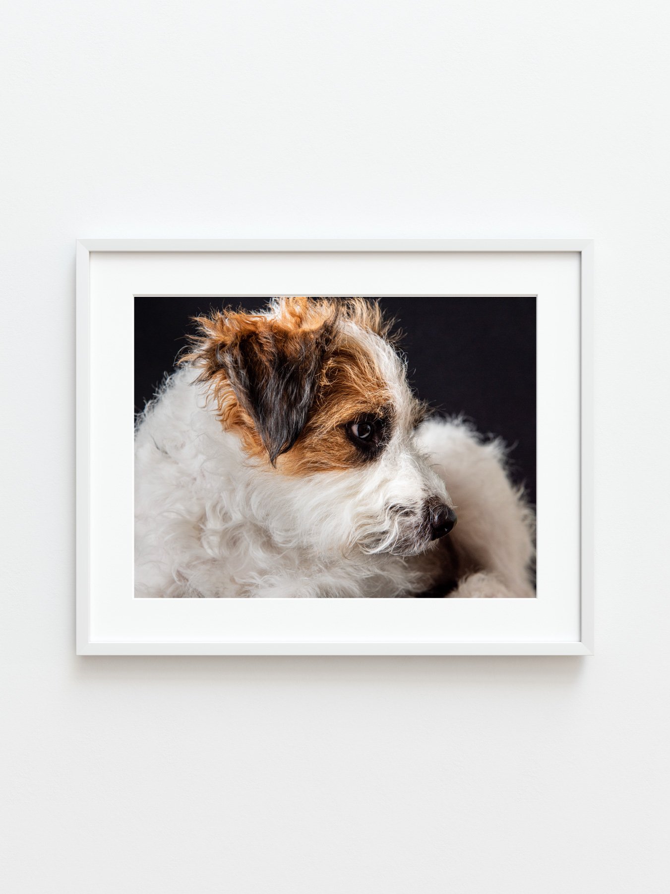 Stan's Photo: Animal Art & Pet Portraits