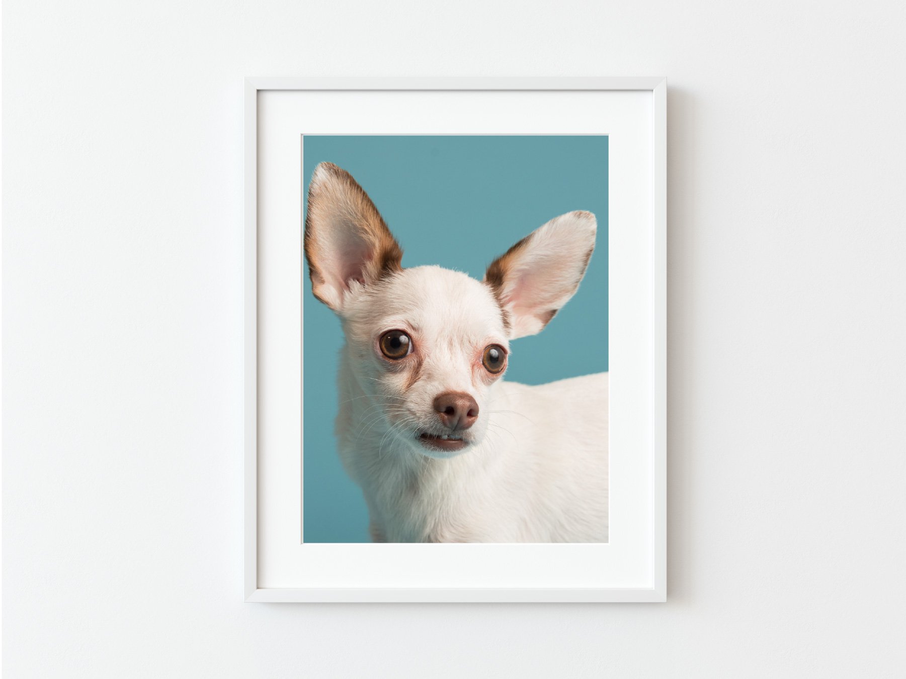 Stan's Photo: Family Pet Portrait Photography and Wall Art