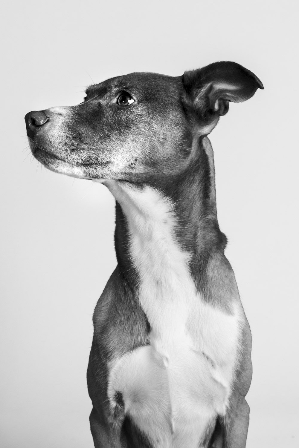 Stan's Photo: Black & White Dog Photography