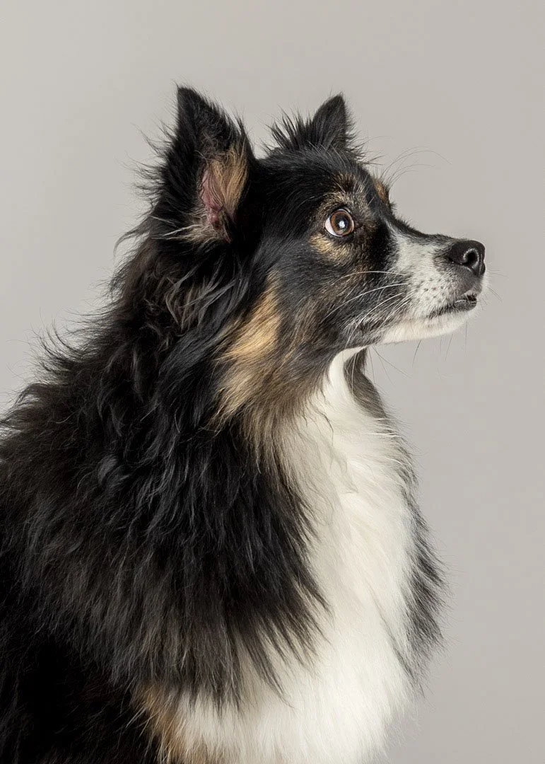 lesley-ames-pet-portrait-15.jpg.jpg