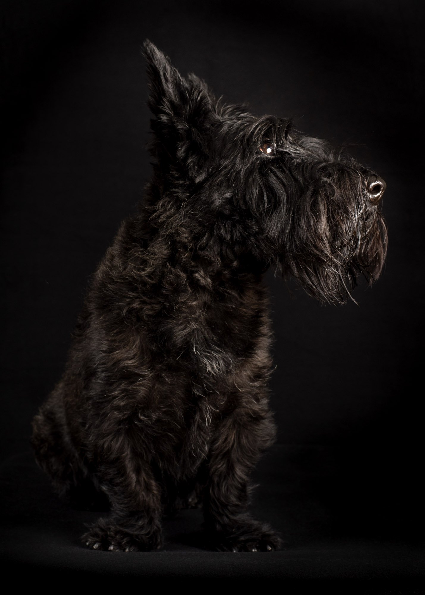 Caninoscuro: The Black Dog Project