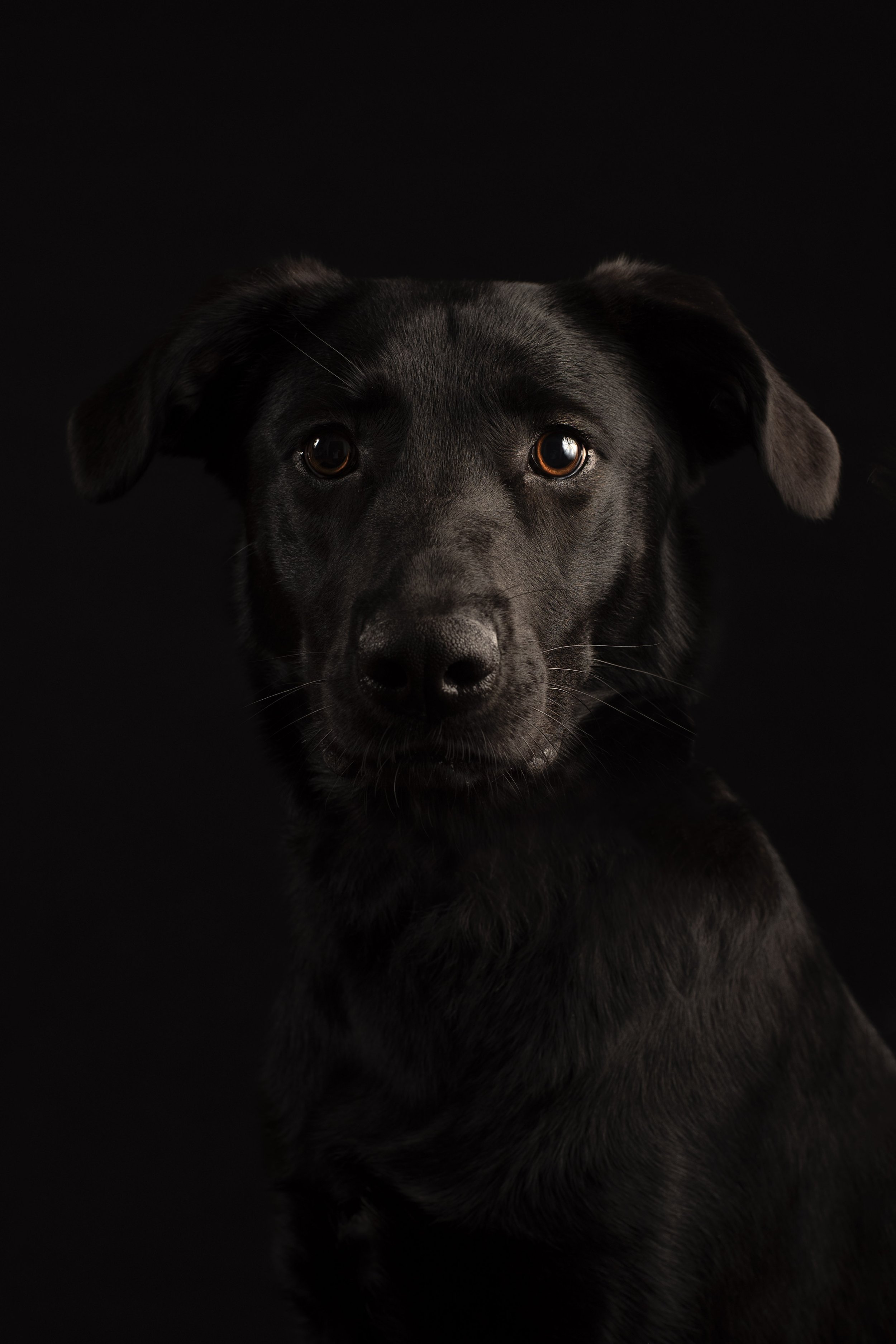 Caninoscuro: The Black Dog Project