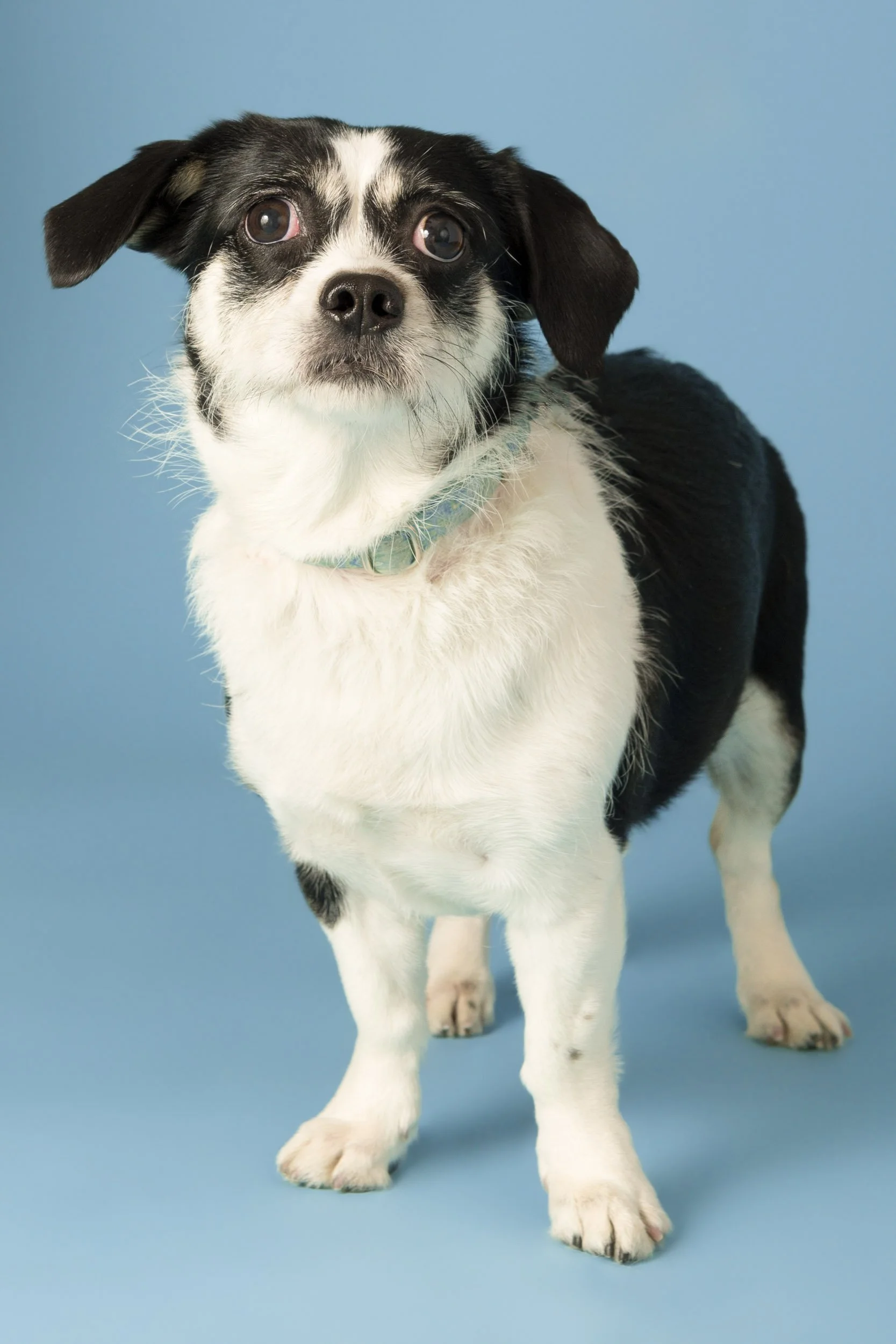 lesley-ames-pet-portrait-26.jpg