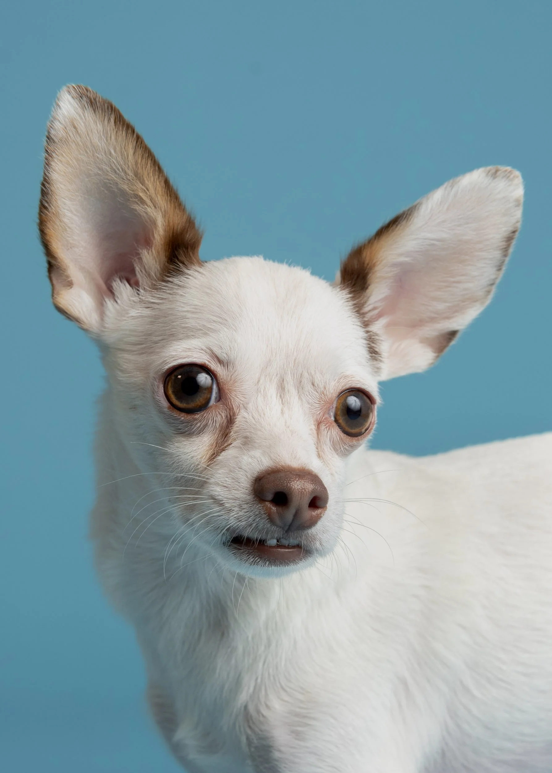 lesley-ames-pet-portrait-16.jpg.jpg