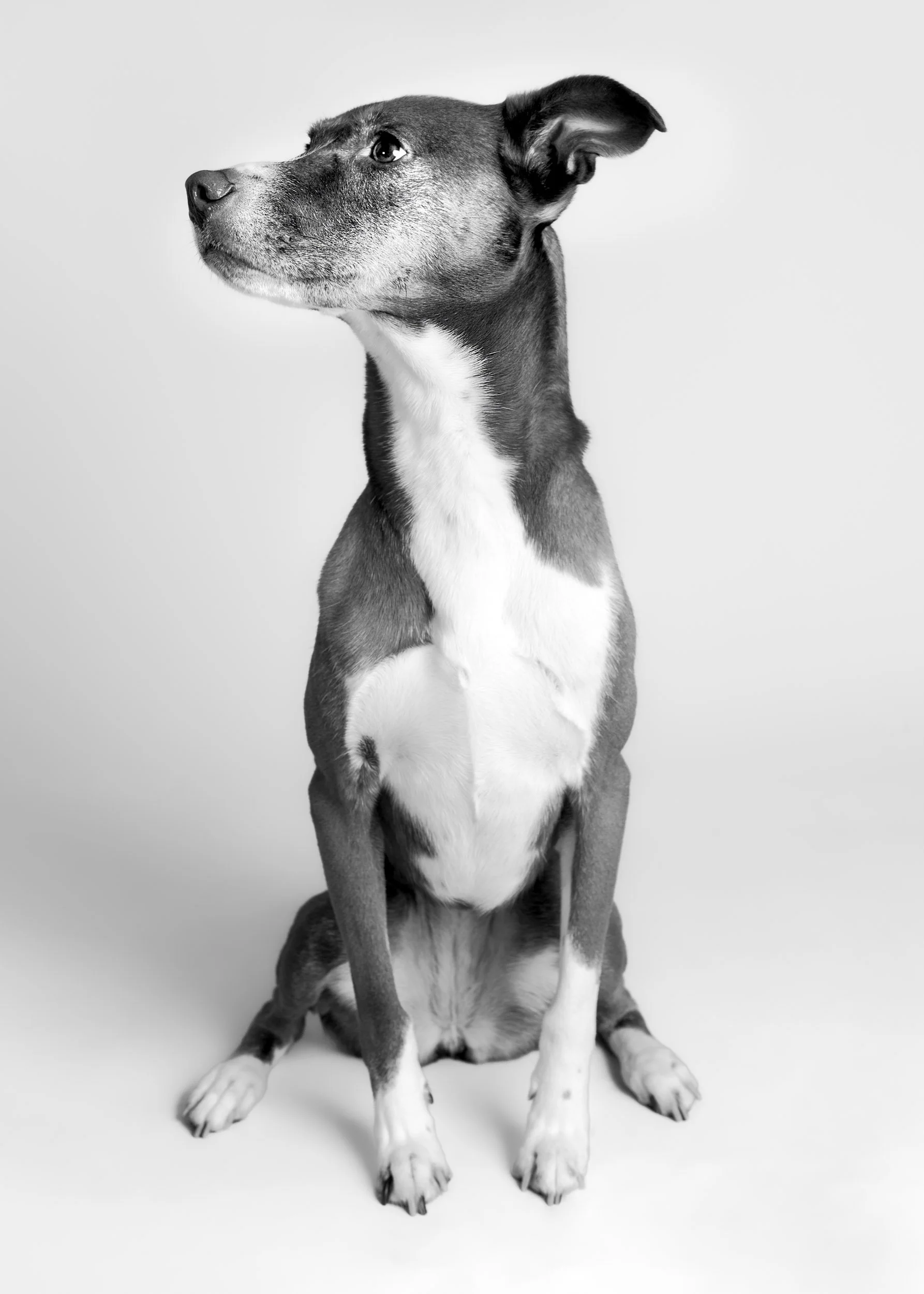 lesley-ames-pet-portrait-18.jpg.jpg