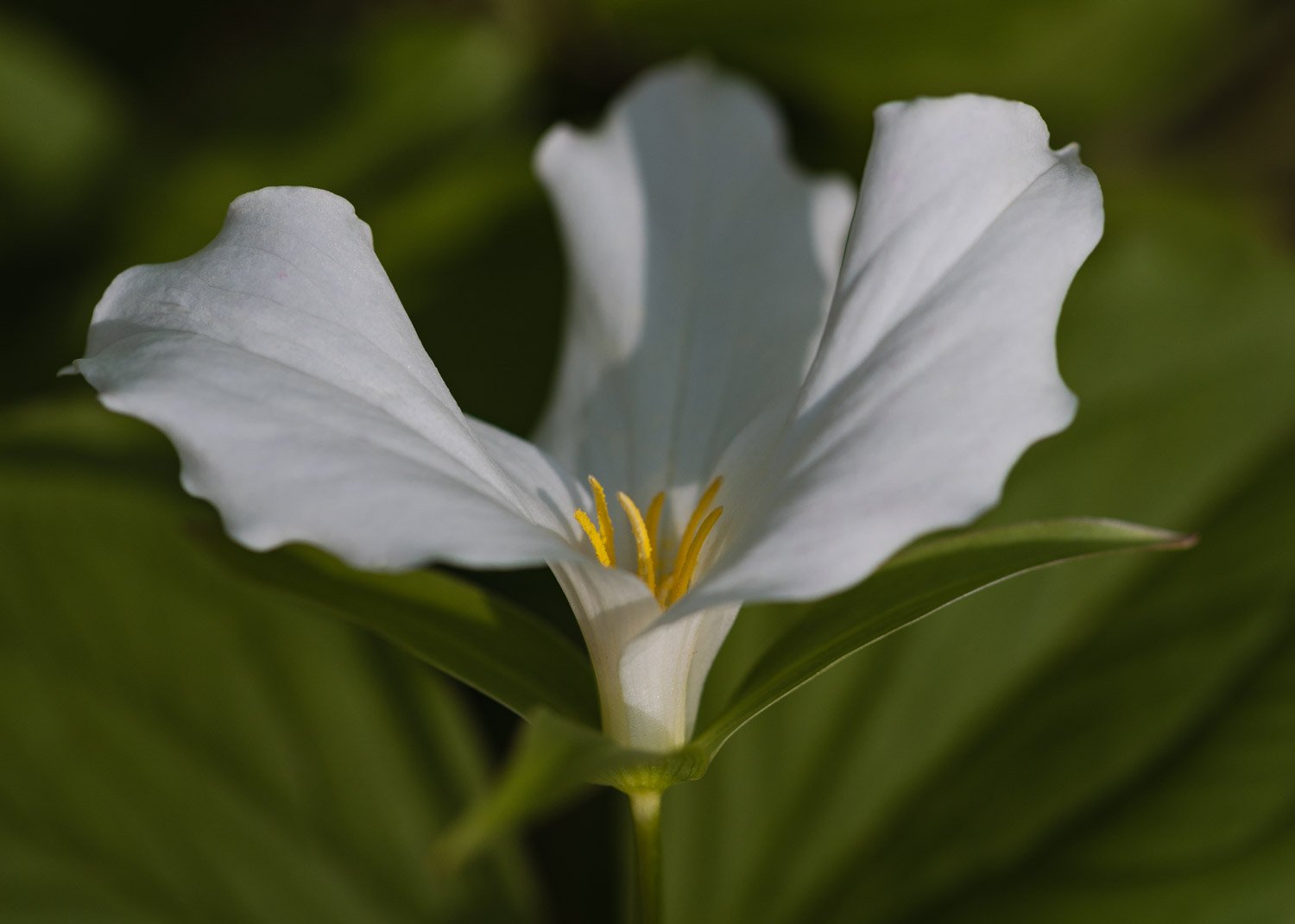 trillium-0428.jpg
