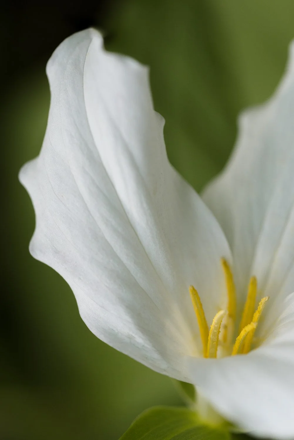 trillium-0619.jpg