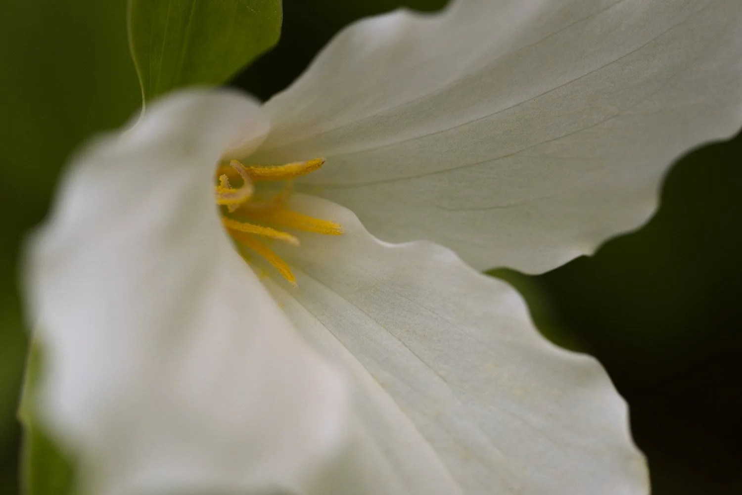 trillium-0622.jpg