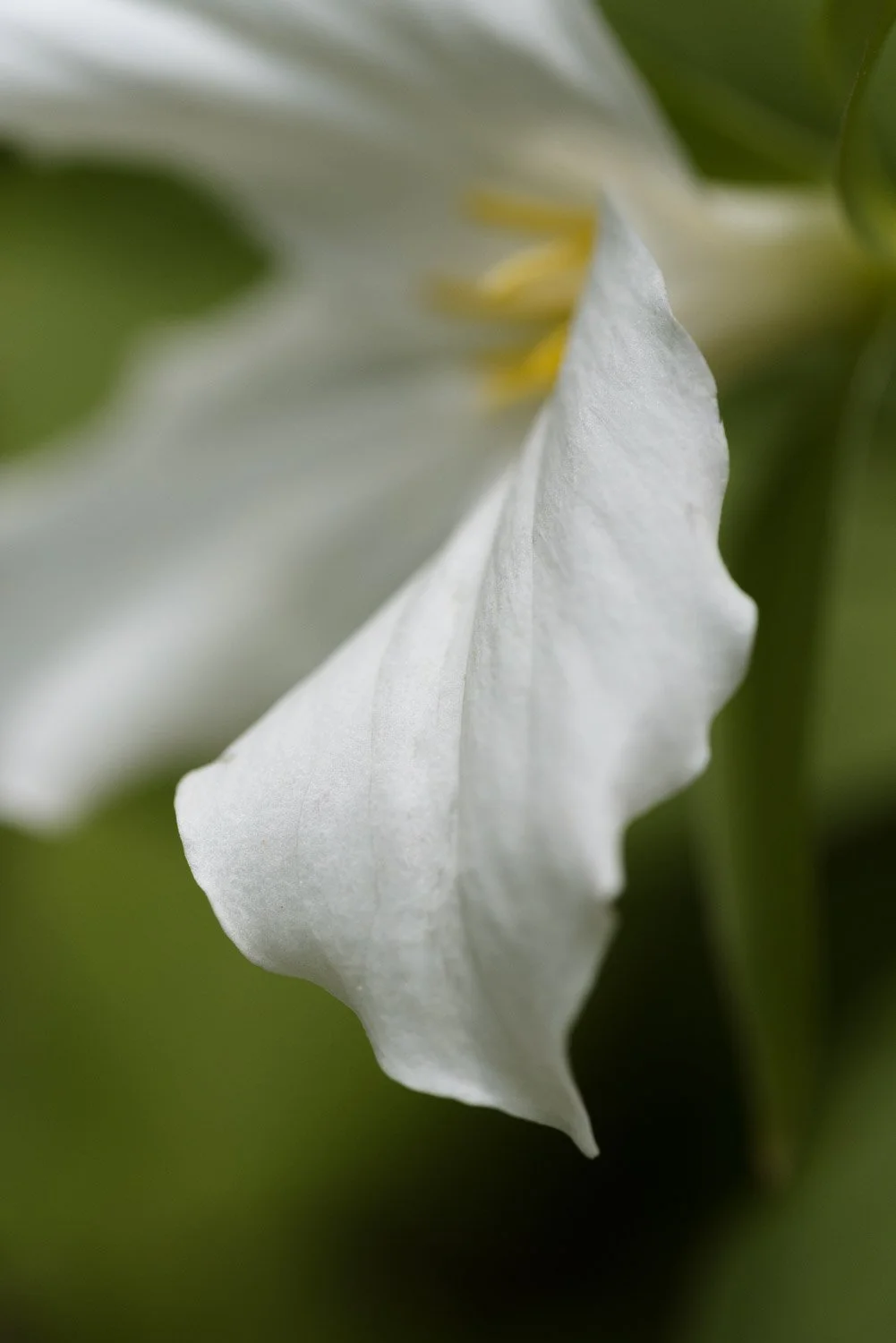 trillium-0586.jpg