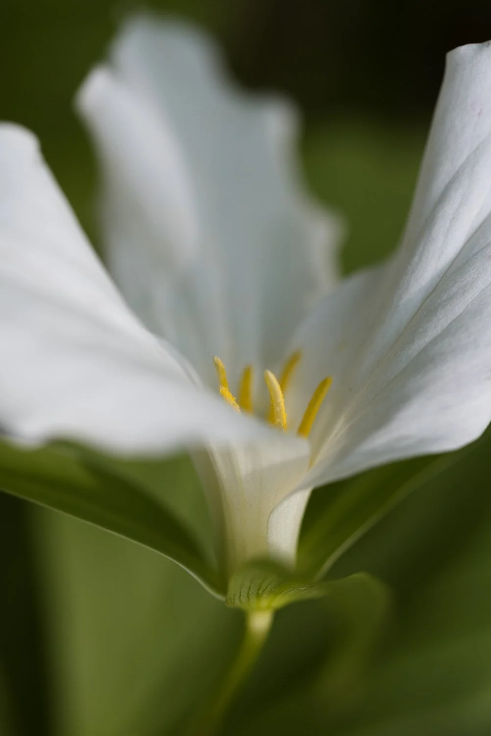 trillium-0484.jpg