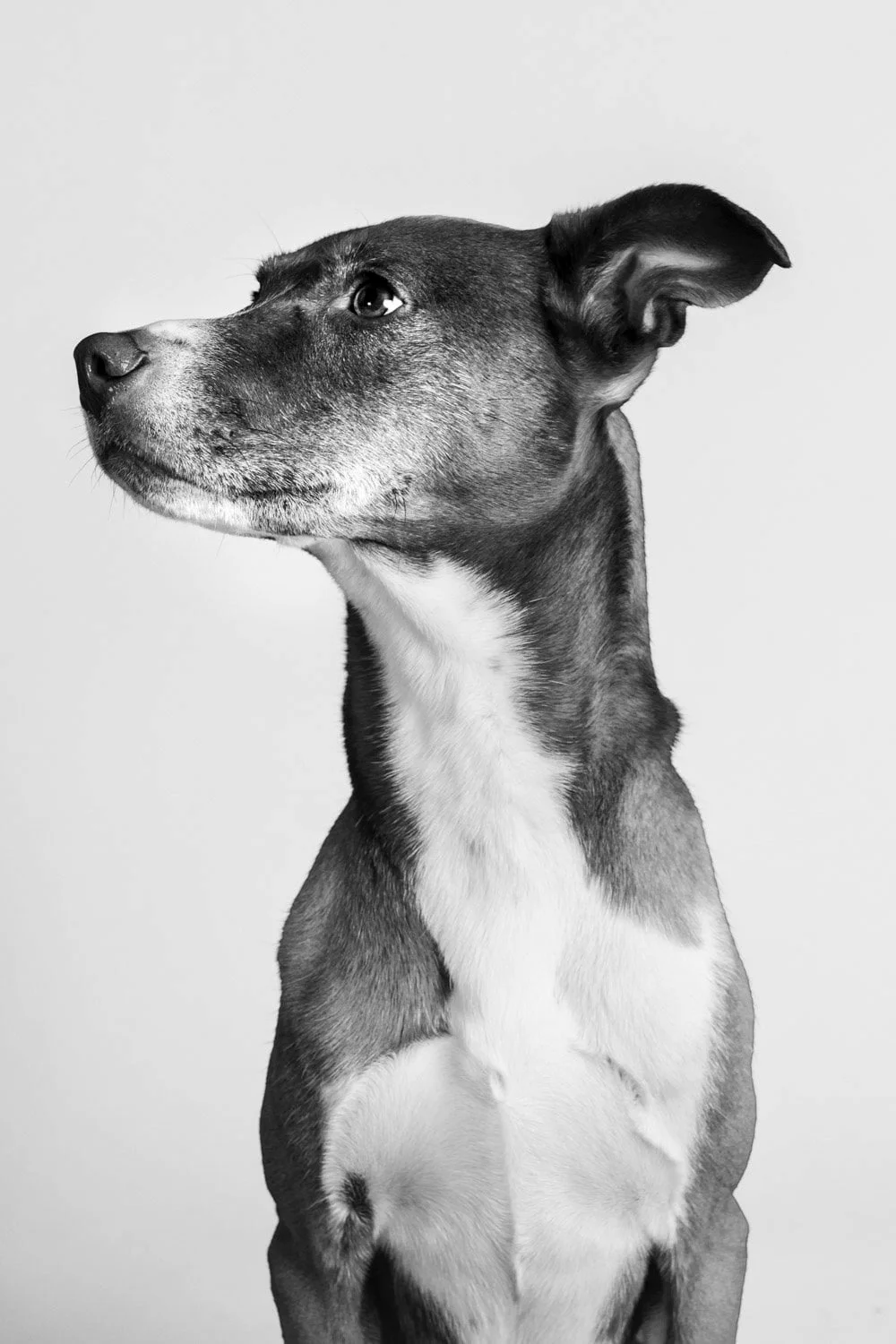 Black & White Dog Portrait Photography